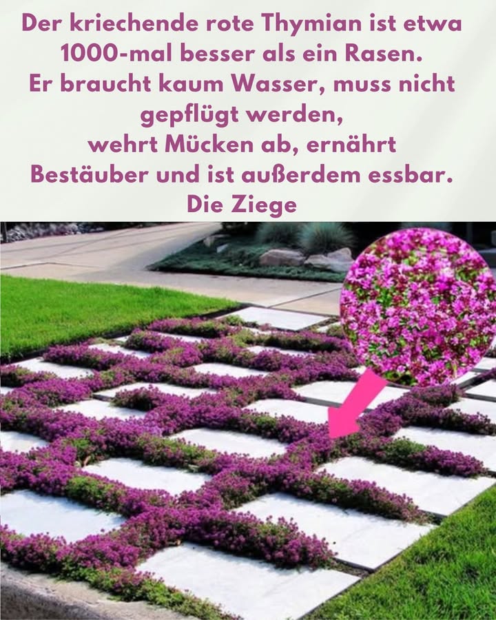 Ersetzen Sie das Gras durch kriechenden Thymian 

 Vorteile
– Pflegeleicht: muss nicht so häufig geschnitten werden wie Gras.
– Trockenheitsresistent: bleibt auch in Zeiten mit wenig Wasser grün und gesund.
– Angenehmer Duft: verströmt einen zarten Duft, wenn man ihn berührt oder darüber läuft.
– Attraktiv für Bestäuber: Die kleinen Fliederblüten locken Bienen und Schmetterlinge an.
– Nachhaltig: reduziert den Wasserverbrauch und vermeidet den übermäßigen Einsatz von Düngemitteln und Pestiziden.

Nachteile
– Langsames Wachstum: Es dauert länger, bis eine Fläche vollständig bedeckt ist.
– Begrenzte Widerstandsfähigkeit gegen Verkehr: Sie verträgt nur leichtes Begehen und ist nicht für intensiv genutzte Bereiche geeignet.

 Wie pflanzt man?
1 Wählen Sie einen sonnigen Standort, denn Thymian braucht mindestens 6 Stunden Sonne pro Tag.
2 Bereiten Sie den Boden so vor, dass er gut durchlässig und leicht sandig ist.
3 Pflanzen Sie die Setzlinge im Abstand von 20 bis 30 cm.
4 Regelmäßig gießen, bis die Wurzeln gewachsen sind, dann die Häufigkeit verringern.
5 Fügen Sie eine leichte Mulchschicht Stroh oder Rinde hinzu, um die anfängliche Feuchtigkeit zu erhalten.

 Erwartetes Ergebnis
Mit der Zeit bildet der Thymian einen grünen, blühenden und duftenden Teppich, der eine angenehme, ökologische und pflegeleichte Umgebung im Garten schafft.