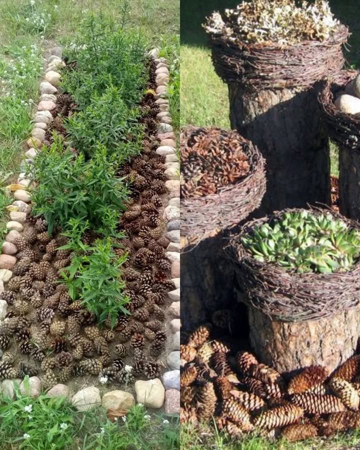 Warum solltest du Tannenzapfen im Garten sammeln?

1 Natürlicher Mulch
Tannenzapfen halten die Feuchtigkeit im Boden, schützen die Wurzeln und unterdrücken Unkraut  ganz ohne Plastikfolie!

2 Besserer Wasserablauf
Am Topfboden oder im Hochbeet sorgen sie für extra Luftpolster und verhindern Staunässe  so können Pflanzenwurzeln besser atmen.

3 Kompost-Lüfter
Sie sind reich an Kohlenstoff, lockern den Kompost auf und verhindern, dass alles zu sehr zusammensackt.

4 Barriere gegen Schädlinge
Die raue Oberfläche schreckt manche Mäuse und Insekten ab. Kein Witz: Schnecken laufen oft lieber woanders lang!

5 Öko-Füllmaterial
In großen Töpfen sparen Tannenzapfen Erde und machen die Gefäße leichter  praktisch beim Umstellen.

6 Lebensraum für Nützlinge
Viele Insekten und manchmal sogar Vögel finden darin Unterschlupf  für mehr Leben im Garten.

7 Deko für draußen
Ob für Wege, Beetränder, Insektenhotels oder saisonale Bastelideen  Tannenzapfen machen immer was her.

8 Gratis und überall zu finden
Einfach aufsammeln, reinigen und verwenden  nachhaltiger gehts kaum!

 Vor dem Einsatz: Nur trockene, gesunde Zapfen nehmen, Reste entfernen und bei Bedarf kurz im Ofen backen, um Schädlinge oder Schimmel abzutöten.