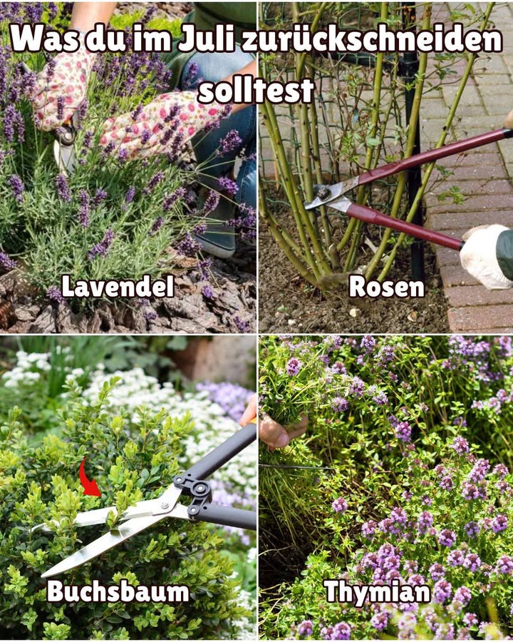 Sommerschnitt im Juli 

 Lavendel  Nach der Blüte kompakt halten
 Rosen  Verblühtes regelmäßig entfernen
 Buchsbaum  Formschnitt vor dem Austrieb
 Hecken  Liguster & Hainbuche jetzt schneiden
 Kräuter  Salbei & Thymian nach der Blüte stutzen
 Himbeeren  Alte Ruten nach der Ernte weg
 Ziersträucher  Direkt nach der Blüte formen
 Stauden  Nach der Blüte zurückschneiden für zweite Runde

 So bleibt dein Garten gesund & blühend