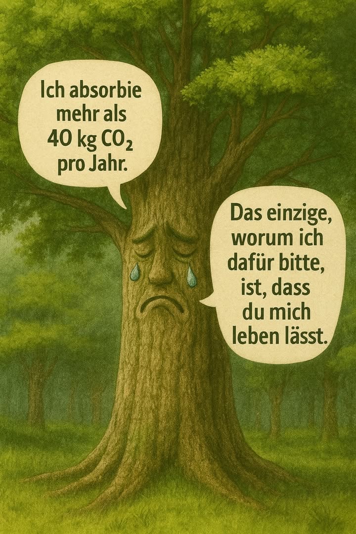 Bäume – unsere stillen Verbündeten für das Klima.
Bäume fangen CO ein, kühlen die Luft und beherbergen eine unglaubliche Artenvielfalt. Ein einziger ausgewachsener Baum kann jedes Jahr Dutzende Kilogramm Kohlendioxid aufnehmen und gleichzeitig den von uns benötigten Sauerstoff freisetzen. In unseren Städten und auf dem Land verbessert ihre Anwesenheit den Boden, dämpft den Lärm und schafft lebendigere Räume.
Sie zu schützen ist einfach und konkret. Vermeiden Sie unnötige Schnitte, beschränken Sie das starke Beschneiden während der Nistzeit, halten Sie den Fußbereich mit Mulch bedeckt, um die Feuchtigkeit zu bewahren, und pflanzen Sie Baumarten, die an das lokale Klima angepasst sind. Ein junger Baum, der in den ersten beiden Sommern gut gegossen wird, hat viel bessere Chancen, sich zu einem nützlichen Riesen zu entwickeln.
Pflanzen, pflegen, wachsen lassen: drei Gesten für eine atmungsaktive Zukunft. Nehmen wir uns die Zeit, diese stillen Begleiter zu betrachten und ihnen das zu schenken, was sie uns bereits jeden Tag geben: die Möglichkeit, besser zu leben.
