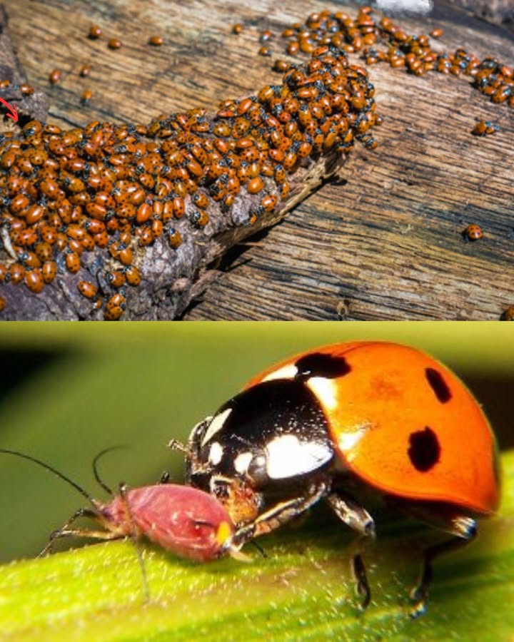 Marienkäfer, die Superhelden deines Gartens! 
 Lock sie an, indem du Petersilie, Dill oder Kapuzinerkresse pflanzt.
 Vermeide chemische Produkte, die sie vertreiben oder töten.
 Lass ein paar wilde Ecken im Garten oder baue ein Insektenhotel.
 Eine kleine Schale Wasser genügt, um sie zu hydrieren und zum Bleiben zu ermutigen.

 Mit ihrem unersättlichen Appetit auf Blattläuse schützen sie deine Pflanzen auf natürliche Weise.
 Ergebnis: Ein lebendiger, ausgewogener Garten ohne Aufwand oder Gift.
 Hilf ihnen, sich niederzulassen, und sie erledigen den Rest!