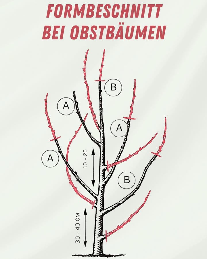 Erziehungsschnitt bei Obstbäumen 

1 Ziel: Eine ausgewogene, ertragreiche und stabile Krone von Anfang an aufbauen.

2 Astauswahl: Hauptäste A gleichmäßig entlang des Stammes anordnen; überzählige oder zu dichte Triebe B entfernen oder einkürzen.

3 Abstand zwischen den Leitästen: Im unteren Bereich 3040 cm Abstand lassen, in den oberen Etagen 1020 cm, um Licht und Luftzirkulation zu fördern.

4 Winkel und Ansatzstellen: Bevorzuge Äste mit weitem Winkel und stabiler Verankerung; entferne schwache, sich kreuzende oder mit dem Mitteltrieb konkurrierende Zweige.

5 Höhe der Kronenetagen: Zwei bis drei Ebenen mit Leitästen bilden, ohne Überlappungen; zu dichte Spiralverzweigungen vermeiden.

6 Richtige Schnitte: Glatte Schnitte knapp über einer nach außen gerichteten Knospe setzen; keine Stummel stehen lassen und den Astring nicht verletzen.

7 Zeitpunkt: Spätwinter während der Vegetationsruhe; Frost- und Regenperioden vermeiden.

8 Hygiene und Sicherheit: Werkzeuge scharf und desinfiziert halten; Schnittgut entfernen; persönliche Schutzausrüstung verwenden.

9 Wuchs- und Fruchtgleichgewicht: Zu stark wachsende Triebe einkürzen, um übermäßige Vitalität zu bremsen; gut belichtete Fruchtruten fördern.

 Jährliche Kontrolle: Belüftung der Krone, Festigkeit der Leitäste und Tragfähigkeit für Früchte überprüfen.

 Ein fachgerecht ausgeführter Erziehungsschnitt sorgt für eine stabile Baumstruktur, beugt Krankheiten vor und steigert langfristig den Ertrag.