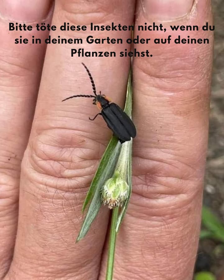 Bitte tötet diese Insekten nicht, wenn ihr sie in eurem Garten oder auf euren Pflanzen seht.
Es handelt sich um Glühwürmchen. Sie sind völlig harmlos für eure Pflanzen, mais sehr nützlich für euren Garten.

Die Glühwürmchen verbringen die ersten zwei Jahre ihres Lebens als Larven im Boden. Während dieser Zeit ernähren sie sich von Schnecken, Würmern, Mückenlarven unter bestimmten Bedingungen, Engerlingen und vielen anderen Schädlingen.

Wenn ihr Pestizide oder Herbizide auf eurem Rasen verwendet, schadet ihr diesen wertvollen Glühwürmchen sowie vielen anderen nützlichen Insekten, die im Boden leben.

Diese kleinen Kreaturen sind entscheidend: Sie tragen zur Gesundheit des Bodens bei, helfen, Erosion zu verhindern und dienen als Nahrung für viele Vögel, Frösche und andere Insekten.

Wenn sie verschwinden, wird ein ganzes natürliches Gleichgewicht bedroht. Also lasst ihnen ihren Platz in unseren Gärten!