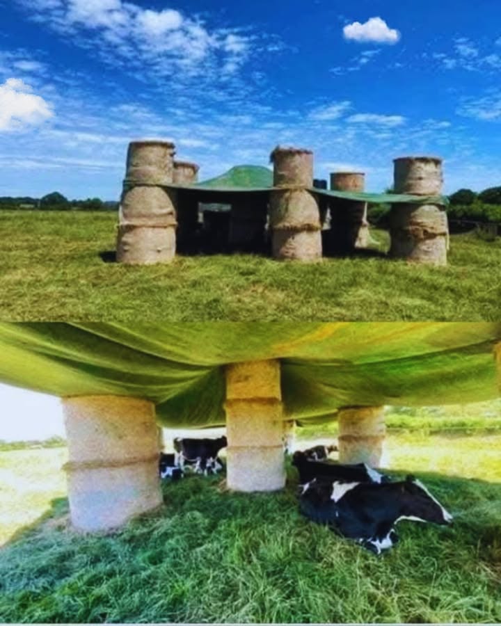 Wie großartig ist die Idee, das, was du hast, zu nutzen, um die Kühe vor der heißen Sonne zu schützen.