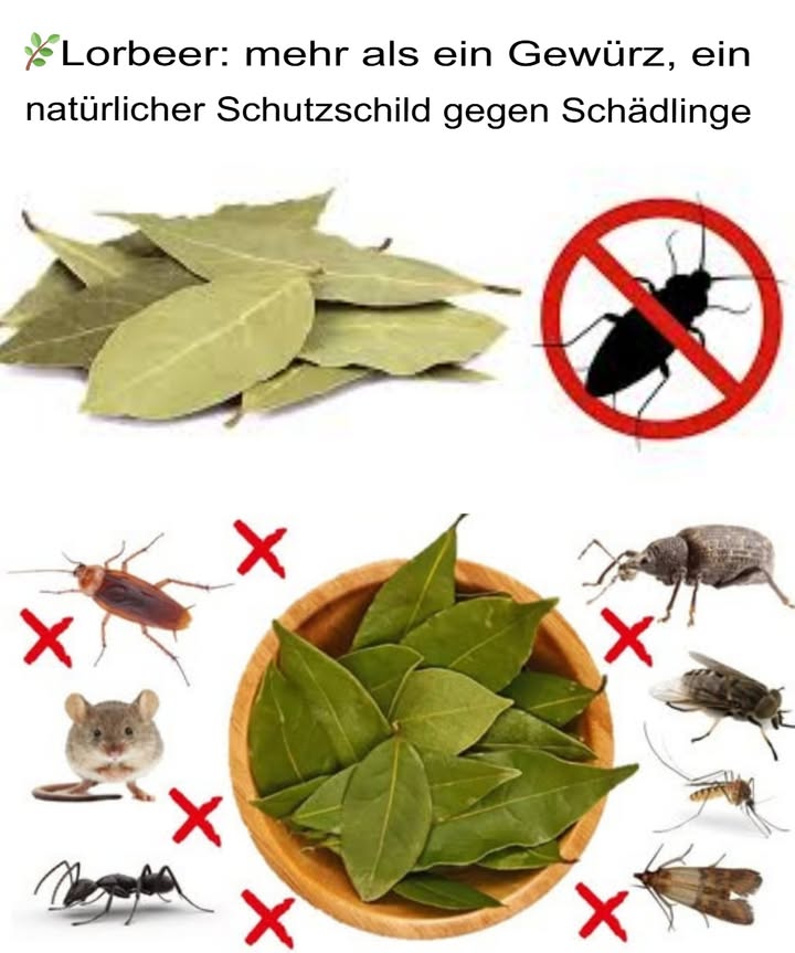 Lorbeer: Mehr als nur ein Gewürz  ein natürlicher Schutz gegen Schädlinge

Lorbeer verleiht nicht nur den Gerichten Geschmack  sein intensives Aroma, reich an Eugenol und Linalool, wirkt auch als natürlicher Schutz vor Insekten und Nagetieren.

 Kakerlaken fernhalten
Lege getrocknete Lorbeerblätter hinter Elektrogeräte, unter die Spüle und in dunkle Ecken. Alle paar Tage erneuern.

烈 Gegen Mücken
Koche Lorbeerblätter in Wasser auf und nutze die Flüssigkeit als Spray für Türen, Fenster oder sogar für die Haut vorher an einer kleinen Stelle testen.

練 Fliegen vertreiben
Verteile Blätter in der Nähe von Müll und Lebensmitteln. Getrocknete Blätter in einer feuerfesten Schale verbrennen, um Fliegen sofort zu vertreiben.

 Ameisen abschrecken
Zerdrücke die Blätter und streue sie entlang der Ameisenstraßen. So verlieren die Ameisen ihre Orientierung und bleiben von den Oberflächen fern.

 Motten in Schränken verhindern
Lege die Blätter in kleine Beutel und platziere sie in Schubladen oder Aufbewahrungsboxen. Ein sanfter Duft  ganz ohne Chemie.

 Vorräte schützen
Lege Blätter in Behälter mit Reis, Haferflocken oder Mehl sowie in die Vorratsschränke. Sie halten Schädlinge fern und helfen, die Lebensmittel länger frisch zu halten.

 Nagetiere vertreiben
Zerkleinerte Blätter in den Ecken oder hinter Möbeln auslegen. Alle drei Tage austauschen.

 Zusätzliche Tipps
 Zerkleinerte Blätter wirken intensiver
 Getrocknete Blätter sind länger haltbar
 In Kombination mit Nelken, Zitrone oder Essig noch wirksamer

 Eine einfache, natürliche und wirksame Lösung
Mit Lorbeer schützt du dein Zuhause auf umweltfreundliche und kostengünstige Weise.