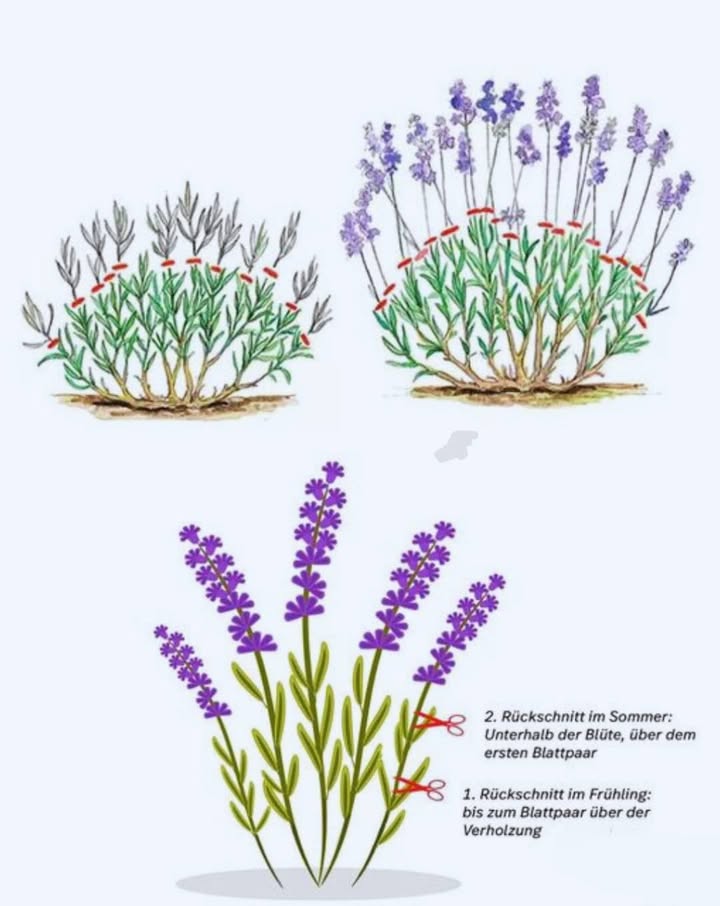 Lavendel schneiden: Die wichtigsten Tipps auf einen Blick
 Warum schneiden?

fördert buschigen, gesunden Wuchs

verhindert Verholzung

sorgt für mehr und längere Blüten

 Wann schneiden?

Frühjahr März/April: vor dem Austrieb, 12 Drittel einkürzen

Sommer Juli/August: nach erster Blüte, bis zur Hälfte zurückschneiden

Herbstschnitt vermeiden, wegen Frostgefahr

 In milden Regionen evtl. schon ab Februar schneiden

 Wie schneiden?

immer scharfes, sauberes Werkzeug

nur ins grüne Holz schneiden

abgestorbene Zweige entfernen

keine Schnitte ins alte Holz

junge Pflanzen kräftiger stutzen

nie bei Regen schneiden

 Lavendel ernten & trocknen

vor Vollblüte im Juli ernten

Blütenstängel 10 cm unter Knospen abschneiden

Sträuße kopfüber, luftig & schattig trocknen

 Häufige Fehler vermeiden
 zu tief ins alte Holz schneiden
 nur alle paar Jahre schneiden
 stumpfe oder schmutzige Schere verwenden
 zu spät im Herbst schneiden

 Vorteile regelmäßigen Schnitts
 dichter, langlebiger Wuchs
 mehr Blüten
 weniger Krankheitsanfälligkeit

 Werkzeug-Check
 scharfe Schere
 Handschuhe
 Bindfaden
 Korb oder Eimer
 Werkzeug immer reinigen