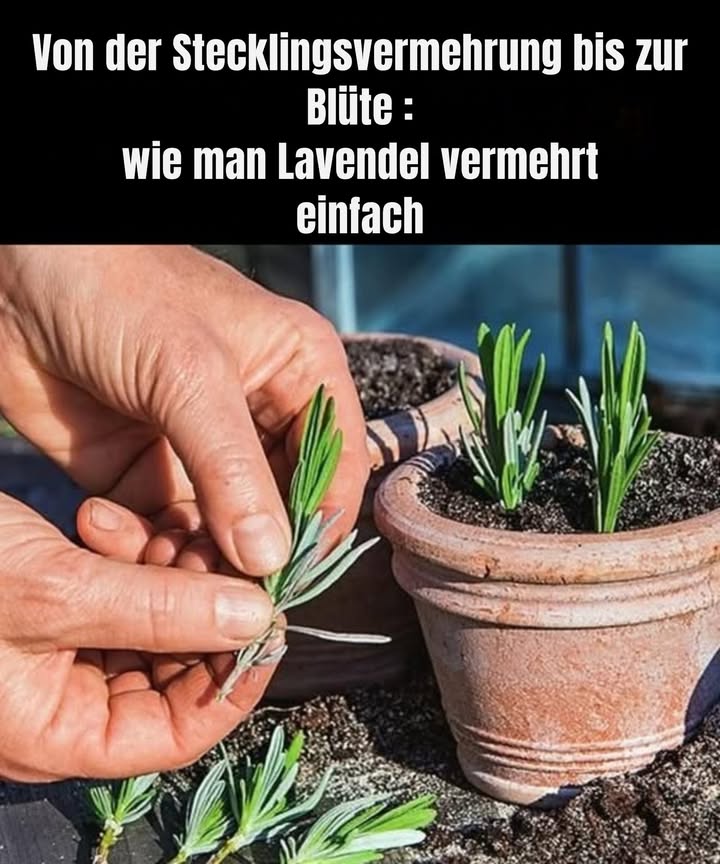 Lavendel erfolgreich vermehren: Dein ultimativer Leitfaden für einfache Stecklinge
Lavendel ist eine der beliebtesten Pflanzen in deutschen Gärten  mit seinem betörenden Duft, den vielfältigen Verwendungsmöglichkeiten und der Anziehungskraft auf Bienen und Schmetterlinge. Doch die schöne, aromatische Pflanze muss nicht immer teuer gekauft werden. Mit den richtigen Methoden kannst du Lavendel selbst anziehen und vermehren. Besonders das Stecklingsverfahren ist eine kostengünstige, einfache Methode, um deine Lavendelvorräte zu erweitern. In diesem Artikel zeigen wir dir Schritt für Schritt, wie du Lavendel durch Stecklinge erfolgreich multiplizierst und deine eigene Lavendellandschaft schaffst.

Warum Lavendel stecklingen? Die Vorteile auf einen Blick
Bevor wir in die Details einsteigen, hier die wichtigsten Gründe, warum das Stecklingsverfahren so empfehlenswert ist:

Kostenersparnis  Du kannst mehrere Pflanzen aus nur wenigen Stecklingen ziehen.
Genaues Reproduzieren  Deine neuen Lavendelpflanzen sind genetisch identisch mit der Mutterpflanze.
Schnelle Vermehrung  In nur wenigen Monaten kannst du bereits blühfähige Pflanzen haben.
Umweltschonend  Keine chemischen Substrate oder teure Samen erforderlich.
Flexibilität  Ideal für den Garten, Balkon oder Kübel.
Die besten Zeiten für das Stecklingsverfahren bei Lavendel
Der optimale Zeitpunkt zum Stecklinge nehmen ist nach der Blüte, hauptsächlich im späten Sommer bis Frühherbst Juli bis September. Zu diesem Zeitpunkt hat die Pflanze ausreichend Energie gespeichert, die für die Wurzelbildung notwendig ist, ohne dass sie in der Wachstumsphase steckt. Frühling kann ebenfalls funktionieren, doch die Sommermonate bieten meist die besten Bedingungen für das Anwachsen.

Schritt-für-Schritt-Anleitung: Lavendel erfolgreich durch Stecklinge vermehren
Hier findest du eine detaillierte Anleitung, um deine Lavendelpflanzen mit Erfolg zu vermehren:

1. Auswahl der richtigen Zweige
Wähle gesunde, frische Zweige, die mindestens 10-15 cm lang sind.
Achte darauf, dass die Zweige noch nicht vollständig verholzt sind, sondern halbweiche, sogenannte semi-ligneous Stängel.
Verzichte auf abgestorbene oder krank aussehende Triebe.
2. Vorbereitung der Stecklinge
Schneide die Zweige direkt unter einem Blattknoten ab  das ist der Bereich, wo die Blätter am Stängel haften.
Entferne die unteren Blätter vorsichtig, um die Wurzelbildung zu fördern.
Schneide die Spitze des Stecklings leicht schräg an, um die Wasserausbeute zu erhöhen.
3. Bewurzelung vorbereiten
Tauche die Schnittstelle in ein Wurzelhormonpulver, um die Bewurzelung zu unterstützen optional, aber hilfreich.
Bereite eine kleine Anzuchtschale oder Töpfe mit einem durchlässigen, lockeren Substrat vor z.B. Blumenerde gemischt mit Sand oder Perlite.
4. Einpflanzen der Stecklinge
Stecke die Stecklinge etwa 5 cm tief ins Substrat.
Drücke das Substrat um die Stecklinge herum leicht an, um festen Kontakt zu gewährleisten.
Stelle die Töpfe an einen hellen, aber vor direkter Mittagssonne geschützten Ort.
5. Die richtige Pflege für die Bewurzelung
Halte das Substrat stets feucht, aber nicht nass  regelmäßig sprühen oder leicht gießen.
Bedecke die Töpfe mit einer transparenten Haube z.B. eine Plastikfolie oder eine Glasglocke, um eine hohe Luftfeuchtigkeit zu gewährleisten.
Lüfte täglich, um Schimmelbildung zu vermeiden.
6. Geduld haben: Warten auf die Wurzeln
Die Wurzeln entwickeln sich in der Regel innerhalb von 4 bis 6 Wochen.
Überprüfe vorsichtig, ob sich Widerstand beim Ziehen an den Stecklingen zeigt  das zeigt, dass Wurzeln gewachsen sind.
7. Umpflanzen und Pflege der Jungpflanzen
Nach erfolgreicher Bewurzelung kannst du die Stecklinge in größere Töpfe oder direkt in den Garten pflanzen.
Wähle einen vollsonnigen Standort mit gut durchlässigem Boden.
Gieße nur mäßig, damit der Boden nicht zu feucht bleibt.
Schneide junge Triebe regelmäßig zurück, um die vasenreiche, buschige Wachstumsform zu fördern.
Tipps, um häufige Fehler zu vermeiden
Falscher Zeitpunkt: Stecklinge im falschen Saisonstadium nehmen, führt oft zu Misserfolg.
Zu viel Wasser: Überwässerung ist die häufigste Ursache für Rotten, daher immer auf gut drainierten Boden achten.
Ungeeignete Schnittstellen: Saubere, scharfe Werkzeuge verwenden, um die Pflanzen nicht zu verletzen.
Direkte Sonneneinstrahlung: Schutz vor zu starker Sonneneinstrahlung während des Wurzelprozesses ist wichtig.
Unzureichende Luftfeuchtigkeit: Nicht zu viel oder zu wenig Wasser  eine konstante, moderate Feuchtigkeit ist entscheidend.
Vorteile der Lavendeltreuung nach der Vermehrung
Schneller Blütebeginn  gut bewurzelte Stecklinge blühen in der Regel bereits im ersten Jahr.
Staudencharakter  mit der richtigen Pflege wirst du jahrelang Freude an deiner Lavendelpflanze haben.
Nützliche Bienenweide  Lavendel ist eine wichtige Pflanze für den Naturschutz.
Saisonale Tipps für die Lavendelvermehrung in Deutschland
Im Frühjahr kannst du Stecklinge nehmen, um die Pflanzen im Sommer zu setzen. Im Spätsommer oder Herbst ist das Stecklingsverfahren meist erfolgreicher, um einen sicheren Überwinterungsschutz für die jungen Pflanzen zu gewährleisten. Im kalten Norden Deutschlands empfiehlt sich außerdem, die Jungpflanzen im ersten Winter mit Laub oder Vlies zu schützen.

Materialien und Werkzeuge für die Lavendelvermehrung 
Scharfe Gartenschere oder Messer 
Wurzelhormonpulver  optional
Anzuchttöpfe oder -schalen 蓼
Durchlässiges Substrat z.B. Blumenerde  Sand 
Sprühflasche für Wasser 
Plastikfolie oder Glasglocke für Feuchtigkeitskontrolle 
Häufig gestellte Fragen FAQ
Wann ist die beste Zeit, Lavendel zu stecken?
Nach der Blüte im späten Sommer bis frühen Herbst.

Wie lange dauert es, bis die Stecklinge wurzeln?
In etwa 4 bis 6 Wochen, je nach Temperatur und Feuchtigkeit.

Brauche ich Wurzelhormon?
Es ist optional, kann aber die Wurzelbildung beschleunigen.

Kann ich Lavendel im Balkon ziehen?
Ja, in Töpfen und bei voller Sonne gedeiht Lavendel auf Balkons sehr gut.

Welche Sorten lassen sich am besten vermehren?
Most Lavendelsorten lassen sich gut stecklingsvermehren, besonders Lavandula angustifolia.

Fazit: So gelingt dir die Vermehrung deines Lavendels
Das Stecklingsverfahren ist eine einfache, kostengünstige Methode, um deinen Garten mit duftenden Lavendelpflanzen zu bereichern. Mit ein wenig Geduld, den richtigen Werkzeugen und Fehlervermeidung hast du bereits nach wenigen Wochen erfolgreiche Jungpflanzen, die dich jahrelang mit ihrem Charme verzaubern.