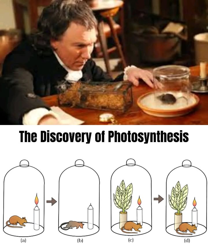 The Discovery of Photosynthesis 

1 In 1774, Joseph Priestley, a theologian and scientist, carried out a curious experiment: he placed a burning candle and a mouse under a glass container. The candle went out quickly, and the mouse died due to lack of air.

2 Interested in the result, Priestley repeated the test but added a mint plant inside the container. To his surprise, the candle stayed lit longer, and the mouse survived.

3 He concluded that plants restored the spoiled air, which he called dephlogisticated air. In reality, he had just discovered oxygen O.

4 What he observed was photosynthesis, the process by which plants produce oxygen using light, water, and carbon dioxide.

5 In 1779, physician and scientist Jan Ingenhousz proved that sunlight was essential to this process. He showed clearly that plants create their own food and release oxygen only in the presence of light.

 These findings were crucial in revealing that plants depend not only on water and soil but also on light to survive and sustain all life on Earth.