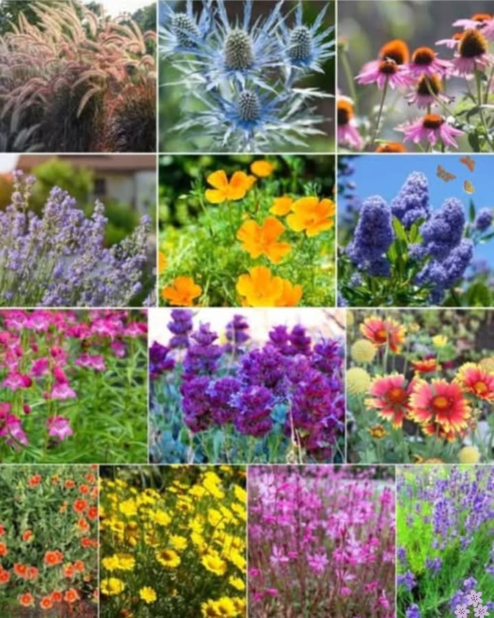 8 dürreresistente Stauden für einen pflegeleichten Garten 
Lavendel  Duftend, sonnenliebend, trockenheitsresistent.
Steppen-Salbei  Blütenkerzen, bienenfreundlich, pflegeleicht.
Fetthenne  Sukkulent, spätsommerliche Blüte, Schmetterlingsmagnet.
Katzenminze  Lila Blüten, duftend, anspruchslos.
Bart-Iris  Farbenfrohe Blüten, hitzebeständig.
Sonnenhut  Langlebig, bienenfreundlich, trockenheitsresistent.
Brandkraut  Wasser speichernde Blätter, gelbe Blüten.
Blauraute  Lavendelähnlich, filigrane blaue Blüten, sehr robust.