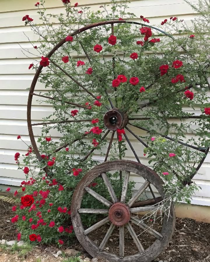 Alte Räder sind ein gutes Spalier für Rosen.