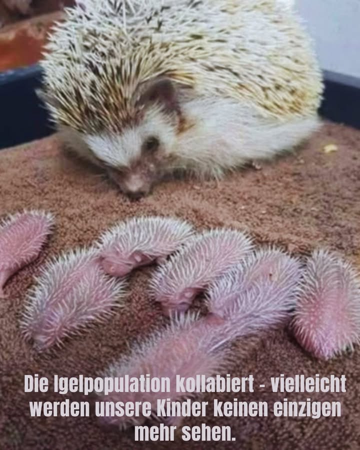 璉 Lasst uns die Igel in unseren Gärten retten! 璉
Igel verschwinden aus unseren Nachbarschaften  aber mit ein paar einfachen Maßnahmen kann dein Garten zu einem sicheren Zufluchtsort für diese niedlichen und nützlichen Tiere werden. So kannst du einen Unterschied machen:

1 Lass wilde Ecken entstehen
Ein unordentliches Haufen aus Laub oder Holz ist ein perfektes Versteck für Igel, um zu schlafen und zu nisten. Natur muss nicht ordentlich sein! 

2 Verzichte auf Chemikalien
Pestizide töten die Insekten und Würmer, von denen sich die Igel ernähren. Werde biologisch, damit ihre Vorratskammer voll bleibt. 

3 Erstelle kleine Igel-Autobahnen
Schneide ein kleines Loch 13×13 cm in Zäune, damit die Igel sicher zwischen den Gärten umherwandern können. Freiheit ist wichtig! 

4 Fahre vorsichtig in der Dämmerung
Igel sind Nachtwanderer. Brems in Wohngebieten und sei besonders in der Dämmerung aufmerksam. 

5 Biete frisches Wasser, niemals Milch
Igel können keine Milch verdauen  sie wird ihnen schlecht. Stelle stattdessen eine flache Schale mit Wasser hin. 

 Jede kleine Handlung zählt. Dein Garten kann zu einem sicheren, einladenden Platz für Igel werden  und dabei helfen, diese geliebte Art für die Zukunft zu schützen. Danke für deine Fürsorge!