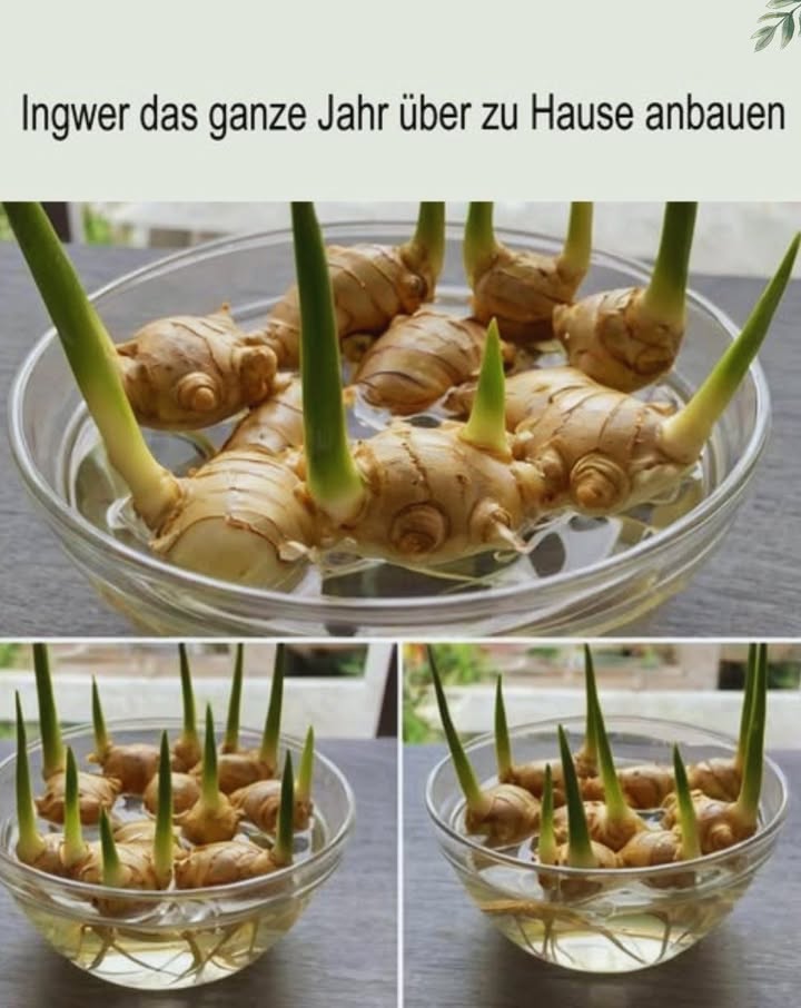 Ingwer ganzjährig zu Hause anbauen 

Naturwunder Ingwer: Entzündungshemmend, verdauungsfördernd und ein vielseitiges Küchengewürz.

Das richtige Rhizom wählen: Bio, fest, prall, mit sichtbaren Knospen  keine schrumpeligen oder schimmeligen Stücke.

Vorbereitung: In 35 cm Stücke schneiden, mit Knospe, 24 Stunden trocknen lassen. In lockeren, nährstoffreichen, gut drainierten Boden pflanzen.

Ideale Bedingungen: 2429C, indirektes Licht, gleichmäßige Feuchtigkeit. Behälter mind. 30 cm tief oder draußen im Halbschatten.

Pflege: Mäßig gießen, alle 46 Wochen mit Kompost düngen, mulchen für Feuchtigkeitsschutz.

Schädlingskontrolle: Blattläuse oder Spinnmilben mit Neemöl bekämpfen, Staunässe vermeiden.

Ernte: Junger Ingwer nach 45 Monaten, reifer nach 810 Monaten, wenn Blätter gelb werden. Ein paar Rhizome für die nächste Runde zurücksetzen.

Ganzjährige Versorgung: Staffelweise in mehreren Töpfen pflanzen, bei Kälte ins Haus holen und regelmäßig besprühen.
