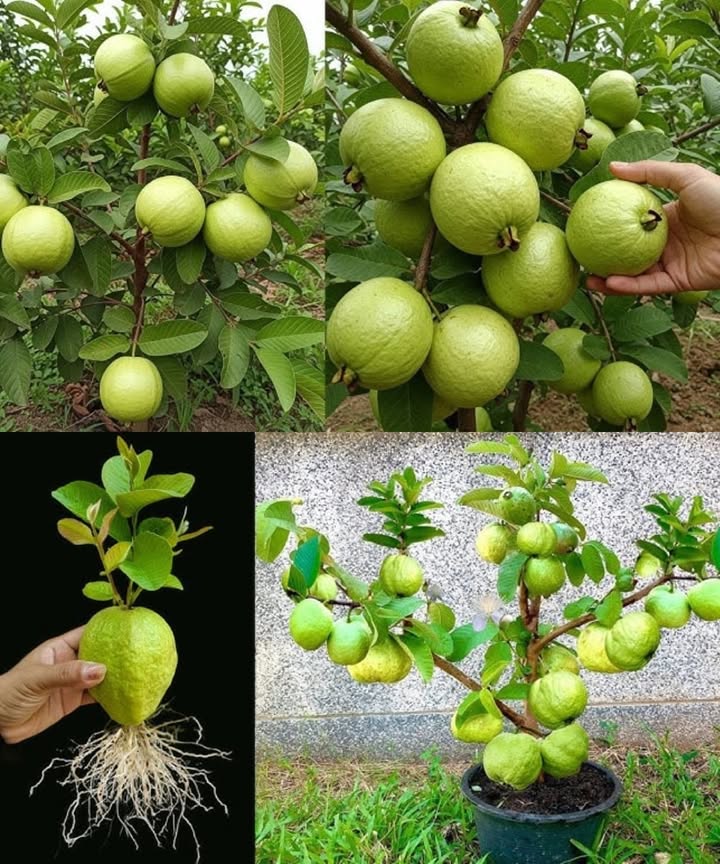 GROWING GUIDE: HOW TO CULTIVATE GUAVAS SUCCESSFULLY 

1. Choose the right variety: White, pink, or red guava  select the one best suited to your climate, taste preferences, and local market.

2. Climate requirements: Guava trees thrive in warm, sunny regions. They need at least 8 hours of direct sunlight per day.

3. Soil preparation:

Soil type: Well-drained, fertile soil with a pH between 6.0 and 7.0 is ideal.

Soil amendment: Mix in well-rotted compost or manure to improve soil fertility.

4. Planting tips:

Spacing: Leave 3 to 5 meters between each plant to allow proper development.

Depth: Dig a hole twice the width of the root ball, place the plant, and avoid burying the crown.

5. Watering: Water regularly during the early stages. Once established, guava trees are drought-tolerant but still need adequate watering during hot or dry periods.

6. Fertilization: Apply a balanced fertilizer every 2 to 3 months during the growing season to encourage healthy fruit production.

7. Pest & disease control: Watch for signs of powdery mildew or pests like aphids and scale insects. Use organic or natural methods whenever possible.

8. Harvest time: Guavas are ready for harvest 46 months after flowering. They should have a pleasant aroma and be slightly firm to the touch.