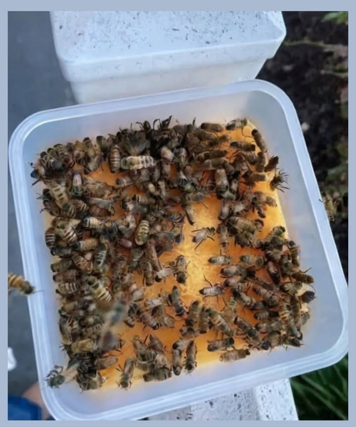 Ich entschuldige mich nicht dafür, diese Botschaft zu wiederholen  sie ist lebenswichtig für unsere Bienen! 

Wenn du eine Biene am Boden siehst, die regungslos ist oder nicht mehr fliegen kann und nicht einfach auf einer Blume ruht, dann verhungert sie vermutlich  und du kannst ihr helfen!

Wir befinden uns derzeit in der sogenannten Juni-Lücke  einer Übergangszeit zwischen Frühjahrs- und Herbstblüte, in der es nur wenig Nektar gibt.

So kannst du helfen:

Mische 2 Teile weißen Zucker mit 1 Teil Wasser. Gib etwas von diesem Sirup auf einen Teelöffel oder einen Flaschendeckel und stelle ihn in die Nähe der Biene. Mit ihrer kleinen schwarzen Zunge wird sie trinken  und in etwa 10 Minuten hat sie genug Energie, um wieder loszufliegen.

Wichtig:
Dies ist eine Nothilfe, keine regelmäßige Fütterung. Bienen brauchen eine vielfältige Ernährung aus dem Nektar vieler verschiedener Blüten.

Gib niemals Honig!
Honig kann Krankheiten zwischen Bienenvölkern übertragen. Nur reiner weißer Zucker mit Wasser ist sicher.

Die Bienen können dir nicht danken  deshalb tue ich es in ihrem Namen.