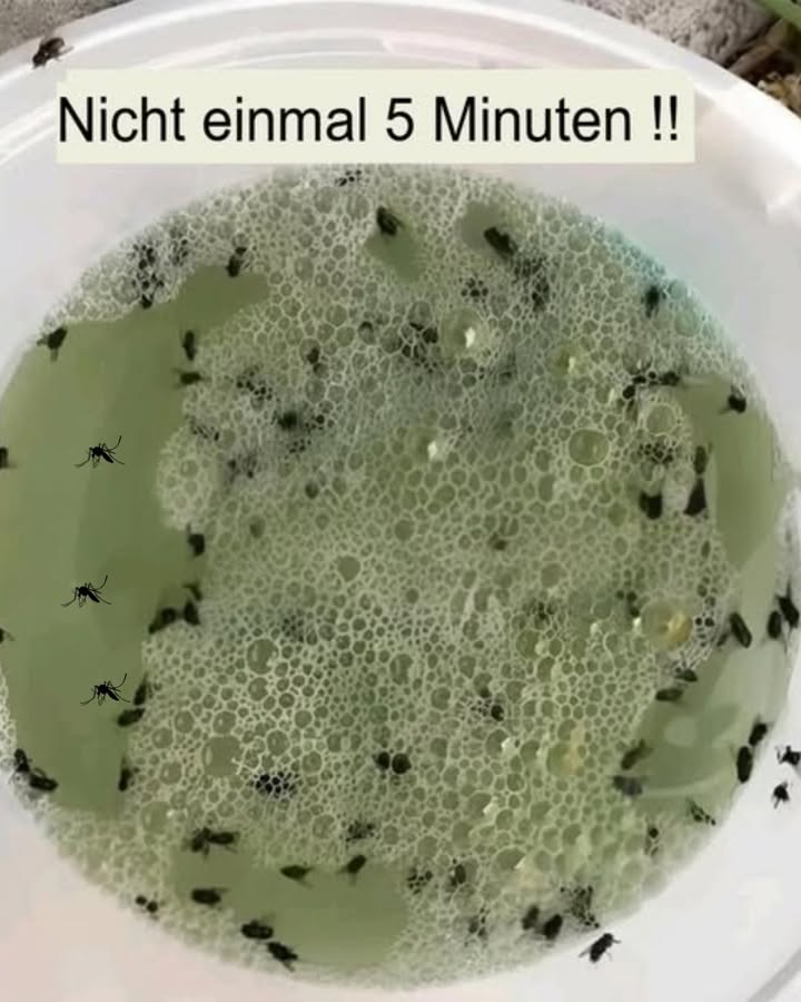 Sag den Insekten auf natürliche Weise Lebewohl! 烈
Wenn die Temperaturen steigen, kommen Fliegen und Mücken gerne ins Haus aber keine Sorge! Mit dieser einfachen Mischung kannst du sie ganz sanft fernhalten.
Du brauchst:
 Glas Essig
 Glas Olivenöl oder ein anderes Pflanzenöl
 Glas mildes Shampoo
Anwendung:
Vermische alle drei Zutaten in einer Schüssel. Stelle die Mischung in eine Ecke deiner Küche. Die Insekten werden davon angelockt und bleiben im Gemisch hängen.
Lass die Mischung ein paar Stunden wirken und erneuere sie bei Bedarf.
Eine natürliche, günstige und sichere Lösung für dein Zuhause!