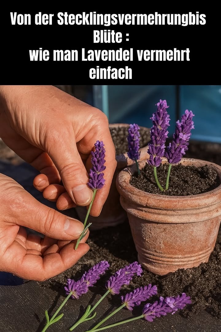 Lavendel vermehren leicht gemacht
 Günstig & nachhaltig  Stecklinge statt Neukauf
 Genetisch identische Pflanzen zum Original
 Beste Zeit: Juli bis September nach der Blüte
 Halbverholzte Triebe 1015 cm wählen
 Untere Blätter entfernen & evtl. Wurzelhormon nutzen
 In lockeres, durchlässiges Substrat stecken
 Feucht, aber nicht nass halten & abdecken
 Wurzeln nach 46 Wochen
 Ideal für Garten, Balkon & Kübel
 Bienenfreundlich & mehrjährige Freude garantiert