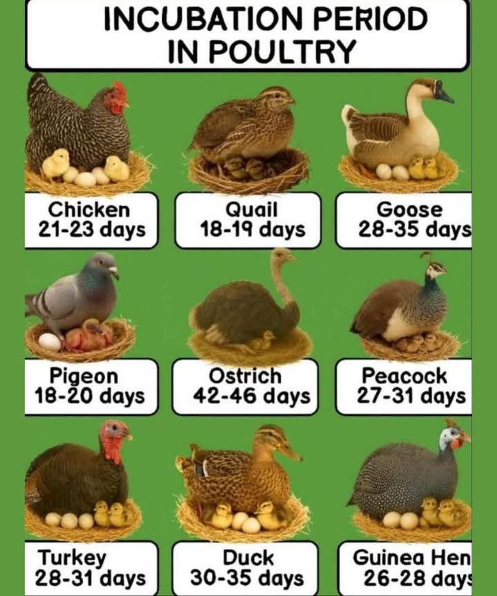 讀 Incubation Period in Poultry: A Quick Guide 
 Incubation Times by Species

 Chicken: 2123 days

 Quail: 1819 days

謹 Goose: 2835 days

 Pigeon: 1820 days

捻 Ostrich: 4246 days

連 Peacock: 2731 days

旅 Turkey: 2831 days

閭 Duck: 3035 days

 Guinea Hen: 2628 days

 Tips for Successful Incubation

Maintain correct temperature & humidity 

Turn eggs regularly if not using an automatic incubator 

Keep the incubator clean to prevent bacteria 識

Avoid opening the incubator too often 

 Fun Fact: Ostrich eggs are the largest of all and take nearly 1.5 months to hatch, while tiny quail eggs hatch in just under 3 weeks!