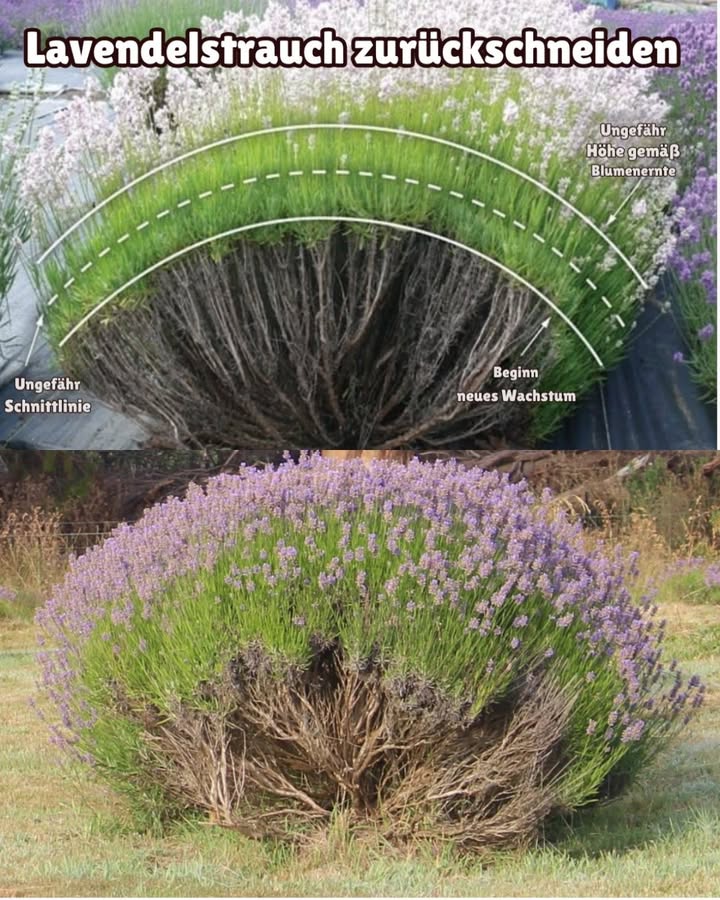 Lavendel im Juli richtig schneiden

 Warum schneiden?
Lavendel wird sonst unten holzig. Ein gezielter Schnitt hält ihn buschig und gesund.

 Was darf weg?
Nur grüne, nicht blühende Triebe kürzen  etwa ein Drittel oberhalb junger Austriebe.

 Was bleibt stehen?
Blühende Stängel auf keinen Fall abschneiden  sie sind lebenswichtige Nahrung für Bienen & Schmetterlinge!

 Sommerschnitt-Tipps:

Nur verblühte oder grüne Triebe schneiden

Nie in die Blüte schneiden

Immer scharfe Schere verwenden

Trockenes Wetter abwarten

 Fazit:
Im Juli sanft schneiden  die Insekten freuen sich, und dein Lavendel bleibt kräftig und schön!