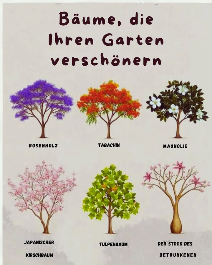 Bäume, die jeden Garten schöner machen 

1 Rosenholz
Mit seinen kräftigen Farben bringt es sofort Eleganz in den Garten. Nur nicht zu oft daneben pflanzen  sonst wirds schnell ein Dschungel.

2 Tabachin
Sein feuerrotes Laub ist ein echter Hingucker. Perfekt, wenn man Nachbarn ein bisschen neidisch machen will.

3 Magnolie
Die weißen Blüten wirken edel und romantisch. Einziger Nachteil: Sie blühen kurz  und dann ärgert man sich, nicht noch mehr gepflanzt zu haben.

4 Japanischer Kirschbaum
Die rosa Blüten sind weltberühmt. Vorsicht: Man bleibt beim Anschauen so lange stehen, dass die Zeit vergisst.

5 Tulpenbaum
Frisches Grün und große Blätter  er bringt sofort Leben in den Garten. Aber Achtung: kann ziemlich hoch werden, also nicht direkt ans Haus setzen.

6 Der Stock des Betrunkenen
Mit seinen ungewöhnlichen Formen zieht er alle Blicke auf sich. Perfekt für alle, die etwas Ausgefallenes im Garten haben wollen.

 Ein Baum ist mehr als nur Deko  er verwandelt deinen Garten in einen Wohlfühlort!