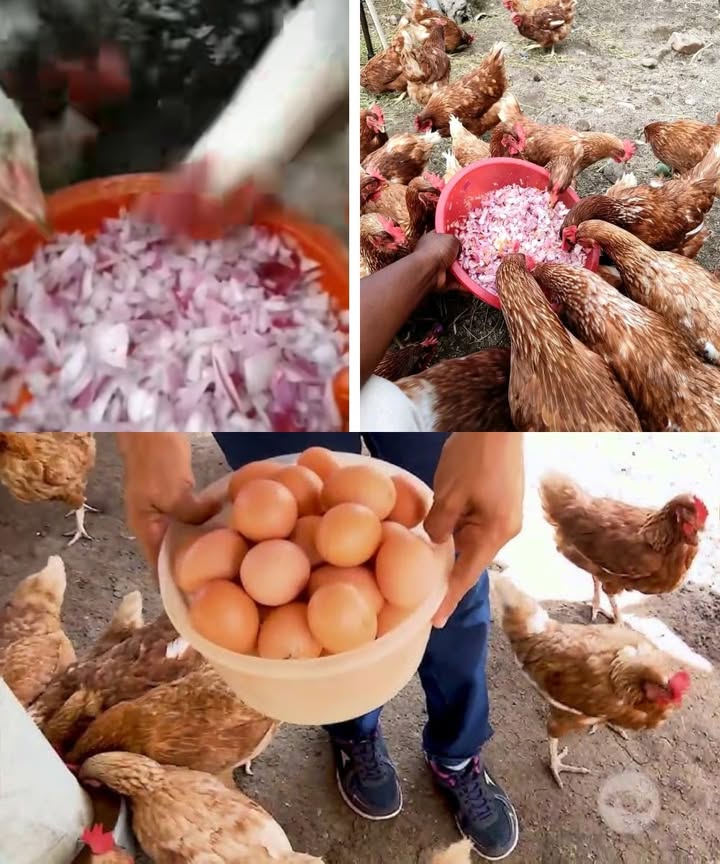 Onion: A Natural Ally for Healthy Chickens 

1 Onion works as a natural antibiotic, helping protect chickens from infections.

2 It clears their lungs and supports easier breathing when they cough or face respiratory issues.

3 It boosts their vitality, giving them more energy and improving appetite.

4 By aiding digestion, it helps chickens absorb nutrients from their feed more effectively.

5 It strengthens their feathers, making the plumage shinier and healthier.

Onion is a simple, natural, and chemical-free remedy to keep chickens strong, active, and in better overall health.