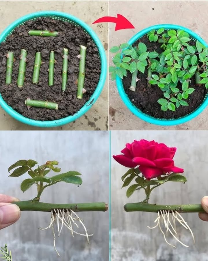 Comment multiplier un rosier à partir de boutures : guide simple
 Matériel nécessaire :
Tige saine de rosier 6 à 8 cm
Couteau ou sécateur bien aiguisé
Hormone denracinement facultatif mais utile
Pot ou espace de plantation
Terreau bien drainé
Sac plastique ou bouteille transparente
Eau
 Étapes à suivre :
1. Préparer la bouture
Prélevez une tige saine et verte, ayant récemment fleuri. Elle doit être souple mais ferme. Coupez juste sous un nœud et retirez les fleurs ou boutons. Conservez 2 à 3 feuilles en haut.
2. Facultatif : hormone denracinement
Trempez la base de la bouture dans une hormone denracinement pour favoriser la croissance des racines.
3. Planter la bouture
Plantez-la dans un pot rempli de terre humide. Enfoncez la tige à moitié et tassez légèrement la terre.
4. Créer une mini-serre
Recouvrez avec un sac plastique ou une bouteille découpée pour maintenir lhumidité.
5. Entretenir
Placez à la lumière indirecte, arrosez régulièrement sans détremper le sol.
6. Formation des racines
Après 3 à 6 semaines, des racines apparaissent. Une légère résistance indique la prise.
7. Transplantation
Une fois enracinée et feuillue, transplantez la bouture dans un pot plus grand ou en pleine terre.
 Avec de la patience et des soins, votre rosier se développera à partir dune simple tige.