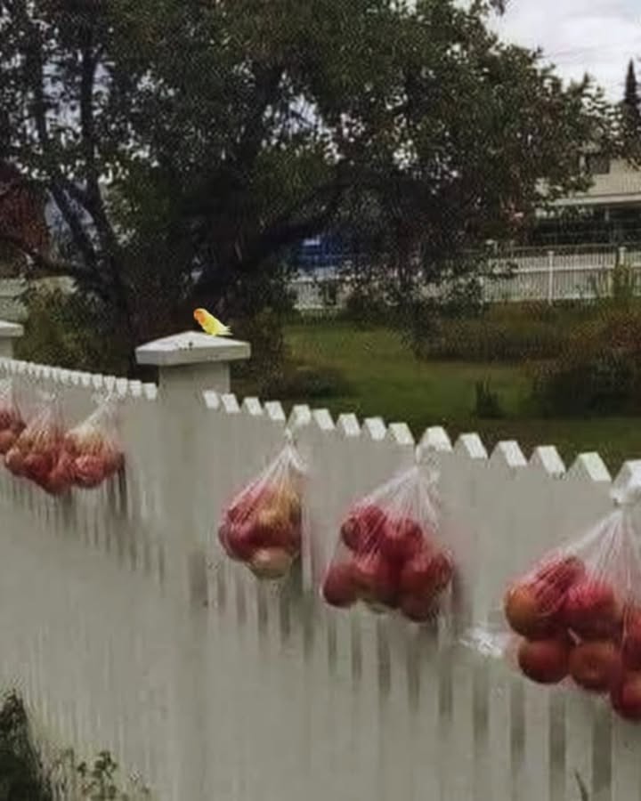 Wenn die Menschen in Norwegen feststellen, dass ihre Apfelbäume mehr Früchte tragen, als sie essen können, stecken sie die überschüssigen Äpfel in Säcke und hängen sie an ihren Zäunen auf – damit Passanten sie mitnehmen und genießen können, anstatt sie unnötig am Boden verrotten zu lassen.