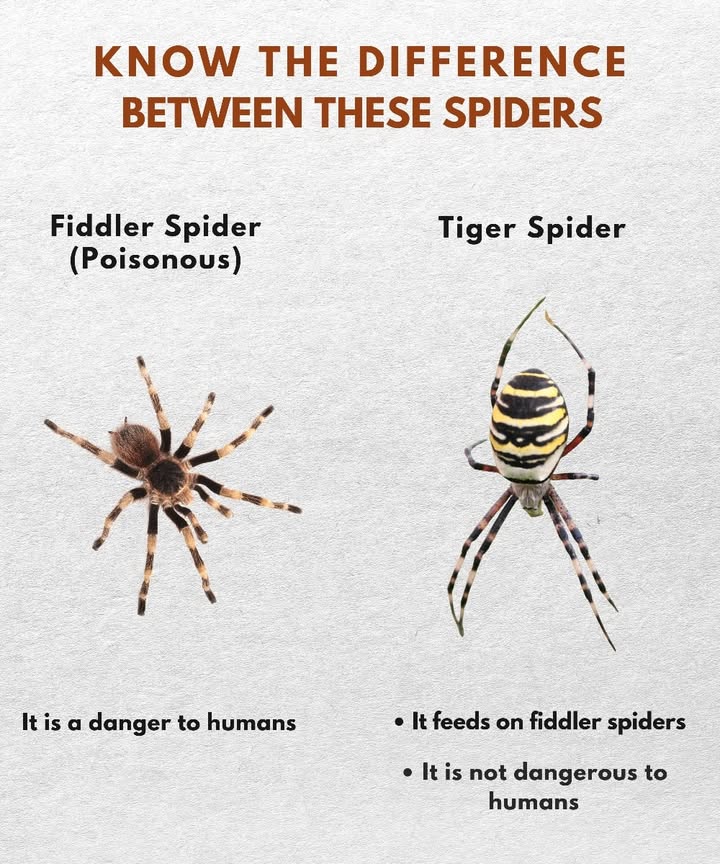 Know the difference between these spiders

 Brown recluse spider venomous
 Can be harmful to humans
 Its bite may cause serious reactions

 Tiger spider harmless
 Preys on brown recluse spiders
 Poses no risk to people

 Dont kill every spider: some are valuable allies in your home and garden.