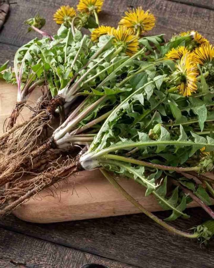 Löwenzahnwurzel: Natürliche Kraft für den Körper 

1 Wissenschaftliche Studien zeigen, dass der Extrakt der Wurzel bis zu 90 % der Dickdarmkrebszellen innerhalb von 48 Stunden zerstören kann, ohne gesunde Zellen zu schädigen, und das Tumorwachstum reduziert  ganz ohne Toxizität.

2 Sie unterstützt die Leberfunktion, erhöht den Gallenfluss und hilft bei der Fettverdauung. Zudem fördert sie die natürliche Entgiftung von Blut und Lymphsystem.

3 Zubereitung: Koche 4 Esslöffel der Wurzel in 1 Liter Wasser für etwa 20 Minuten, siebe ab und trinke bis zu 2 Tassen pro Tag. 

 Ein kraftvoller Verbündeter zur Reinigung, Balance und Stärkung des Körpers.