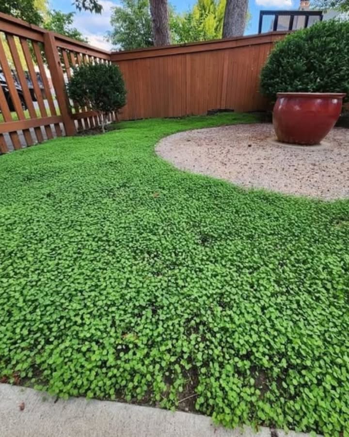 Seitdem ich meinen Rasen durch Klee ersetzt habe, habe ich ein völlig neues Garten-Erlebnis!  Er bleibt grün, ohne dass ich ihn übermäßig gießen muss, und ist robust gegenüber spielenden Kindern und Tieren.
Er verbessert sogar den Boden, indem er natürlich Stickstoff hinzufügt, wodurch chemische Düngemittel der Vergangenheit angehören! Und wenn er blüht, kommen die Bienen, was meinen Garten noch lebendiger macht.
Ehrlich gesagt, ich würde nie wieder zu einem klassischen Rasen zurückkehren. Klee ist einfach, schön und umweltfreundlich!