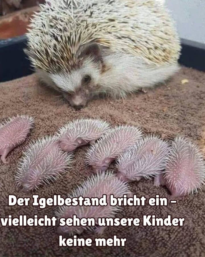 璉 Der Igelbestand bricht ein  retten wir diesen heimischen Helfer!
In deutschen Gärten gehört der Igel seit Generationen zum vertrauten Bild. Doch heute warnen Experten: Die Bestände gehen dramatisch zurück, sodass unsere Kinder vielleicht keine Igel mehr erleben werden.

Warum verschwinden die Igel?
Die Gründe sind vielfältig:

 Versiegelte Flächen
Immer mehr Gärten werden gepflastert oder geschottert, sodass Igel keine Verstecke und keine Nahrung mehr finden.

 Pestizide
Gifte im Gartenbau töten Insekten, die für Igel lebenswichtig sind. Weniger Käfer und Würmer bedeutet weniger Nahrung.

 Straßenverkehr
Jährlich sterben unzählige Igel auf unseren Straßen, weil sie in der Dämmerung schlecht gesehen werden.

 Saubere Gärten
Viele Menschen entfernen Reisighaufen, Laub oder wilde Ecken  genau diese Rückzugsorte braucht der Igel zum Überleben.

Was kannst du tun?
 Garten naturnah gestalten
Erlaube ein paar wilde Bereiche, Totholzhaufen oder Laubhaufen als Winterquartier.

 Auf Chemie verzichten
Keine Schneckenkorn- oder Insektizidspritzungen, damit Igel genug Beute finden.

 Igel-Durchgänge schaffen
Zäune sollten kleine Durchlässe haben, damit Igel von Garten zu Garten wandern können.

 Abends vorsichtig fahren
Gerade in Wohngebieten in der Dämmerung besonders aufmerksam fahren.

 Kein Milch geben
Wasser ist für Igel ideal, aber Milch führt zu Durchfall und kann tödlich sein.