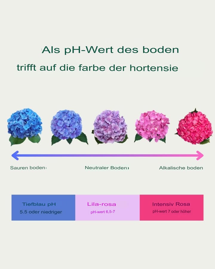 Verstehen des pH-Werts des Bodens und dessen Einfluss auf die Farbe der Hortensienblüten
1 pH-Wert und Blütenfarbe der Hortensien:
Der pH-Wert des Bodens beeinflusst die Farbe der Hortensienblüten stark.

Saure Böden pH < 6,0 führen zu blauen Blüten.

Neutrale Böden pH 6,07,0 erzeugen rosa-lila Blüten.

Alkalische Böden pH > 7,0 produzieren intensivere rosa oder rote Blüten.

2 Detailierte Farbbeschreibungen:

Blau Tiefblau: In sehr sauren Böden pH < 5,5 aufgrund der Verfügbarkeit von Aluminium.

Lila-Rosa: In leicht sauren bis neutralen Böden pH 6,57,0.

Intensives Rosa: In neutralen bis alkalischen Böden pH > 7,0, aufgrund der reduzierten Aluminiumverfügbarkeit.

3 Gärtnerische Bedeutung:

Gärtner können den pH-Wert des Bodens anpassen, um die gewünschte Blütenfarbe zu erzielen:

Blau: Durch Erhöhung der Bodenazidität mit Schwefel oder Torf.

Rosa oder Rot: Durch Zugabe von Kalk zur Erhöhung des pH-Werts.

4 Wichtigkeit der Bodenpflege:

Regelmäßige Bodenanalysen sind wichtig, um die gewünschte Blütenfarbe zu erhalten und die Hortensien gesund zu pflegen.

 Fazit: Das Verständnis der pH-Werte im Boden ermöglicht es Gärtnern, die Blütenfarbe der Hortensien zu steuern und präzise anzupassen.