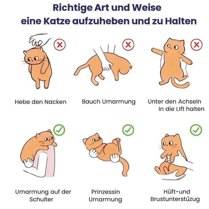 Richtige Methoden, um eine Katze aufzuheben und zu halten

Viele Katzenbesitzer wollen ihre Samtpfoten gerne hochheben, doch nicht jede Methode ist angenehm oder sicher für das Tier. Die falsche Technik kann der Katze Schmerzen bereiten oder sie ängstigen. Deshalb ist es wichtig, zu wissen, wie man es richtig macht.

Was man vermeiden sollte
Das Hochheben am Nackenfell, das Umfassen des Bauches oder das Halten unter den Achseln in der Luft sind für die Katze unangenehm und können sogar zu Verletzungen führen. Diese Methoden nehmen dem Tier jegliche Unterstützung und erzeugen Stress.

Sichere und katzenfreundliche Methoden
Besser ist es, die Katze sanft auf der Schulter zu tragen, sie wie ein Prinzesschen im Arm zu halten oder Hüfte und Brust gleichzeitig zu stützen. Diese Techniken verteilen das Gewicht gleichmäßig, geben der Katze Sicherheit und fördern Vertrauen zwischen Mensch und Tier.

Mit der richtigen Art, eine Katze zu halten, fühlt sich der Vierbeiner wohl  und die gemeinsame Zeit wird für beide entspannter.