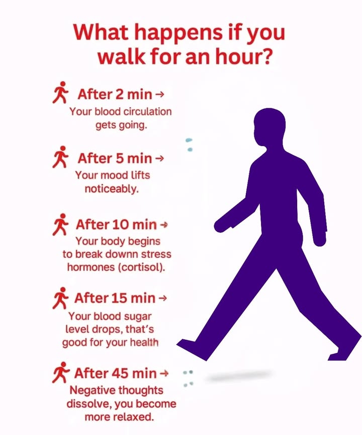 Benefits of a One-Hour Walk 

1 After 2 minutes  Blood circulation improves and the body starts to warm up.

2 After 5 minutes  Mood rises as endorphins are released.

3 After 10 minutes  The body lowers cortisol levels, reducing stress naturally.

4 After 15 minutes  Blood sugar levels drop, supporting metabolic balance.

5 After 45 minutes  Negative thoughts fade away and a lasting sense of calm appears.