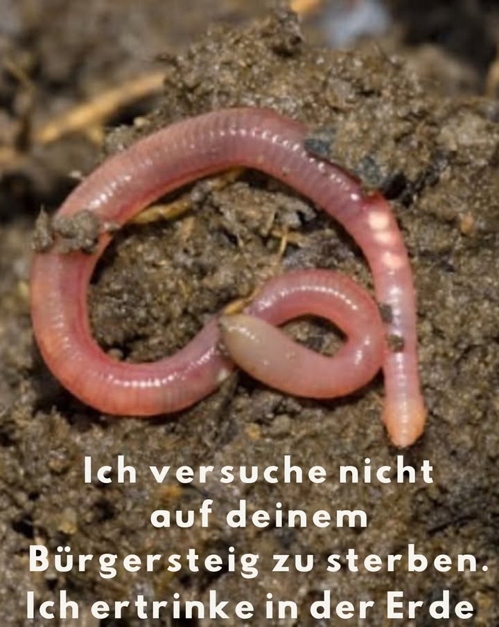 Regenwurm  Der unsichtbare Held unseres Gartens 

Ich fliehe nicht vor der Erde  ich versuche nur zu atmen.

 Ich atme durch meine Haut  anhaltender Regen kann mich ersticken
 Ich grabe Gänge, die euren Boden auf natürliche Weise belüften
 Ich bewege bis zu 10 Tonnen Erde pro Hektar jedes Jahr
 Meine Ausscheidungen sind pures Gold: bis zu 2.000  pro Tonne wert!
 Ich mache den Boden bis zu 7-mal nährstoffreicher für Pflanzen
 Ich kann 10 Jahre alt werden  sterbe aber in nur 10 Minuten auf Beton
 Allein ich = die Kraft von 1.000 nützlichen Bodenbakterien

 Schützt den Boden, schützt mein Leben.
Ich bin kein Schädling. Ich bin der lebendige Motor eures Gartens.