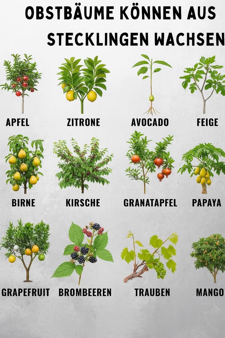 Obstbäume aus Stecklingen vermehren  ganz einfach! 

 Geeignete Obstsorten:
 Apfel, Birne, Kirsche  gut für mildes Klima
 Zitrone, Orange, Grapefruit  perfekt für Töpfe & Hausgärten
 Avocado, Feige, Olive  lieben Sonne
 Papaya, Mango  brauchen warm-feuchtes Klima
 Granatapfel, Weintrauben  robust & ertragreich
 Brombeeren, Himbeeren, Blaubeeren  wachsen schnell und liefern viel

 Tipps für erfolgreiche Stecklingsvermehrung:
 Schneide gesunde Zweige 1520 cm
 Schnittstelle in Bewurzelungshormon tauchen
 In feuchter, warmer Erde wurzeln lassen

 Extra-Tipp:
Decke den Steckling mit einer durchsichtigen Plastiktüte ab  das schafft ein Mini-Gewächshaus und fördert schnelleres Wurzelwachstum!