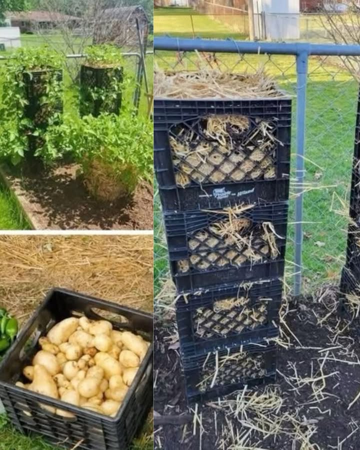 Die Verwendung von Milchkisten zum Anbau von Kartoffeln ist eine einfache Methode. Es reicht aus, die Ebenen nacheinander zu entfernen, wenn sie bereit sind. Das Stroh hilft, den Boden zu halten und die Feuchtigkeit zu bewahren. Ich habe sie etwa einmal im Monat gegossen. Den Boden der Kisten habe ich nicht herausgeschnitten. Ich habe die Türme auf einmal erstellt und sie gestapelt. Während die Pflanzen wachsen, kommen sie an den Seiten und oben aus den Kisten heraus. Wenn alle Pflanzen verwelkt sind, sind die Kartoffeln bereit zur Ernte. Es werden keine chemischen Substanzen verwendet.