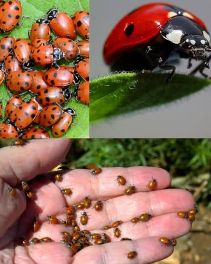 Wie man Marienkäfer anzieht und natürlich für seinen Garten sorgt 
Marienkäfer sind hervorragende Helfer im Kampf gegen Schädlinge wie Blattläuse. Um sie anzulocken, pflanze Blumen wie Koriander, Fenchel, Dill und Majoran, die Nektar und Unterschlupf für ihre Larven bieten.
Vermeide chemische Pestizide und setze stattdessen auf natürliche Mittel wie schwarze Seife oder Knoblauch. Schaffe Unterschlüpfe aus trockenen Blättern oder Insektenhotels. Halte einige Unkräuter wie Brennnesseln und Klee in Schach, da sie Blattläuse beherbergen können.
Stelle flache Wasserschalen auf, damit die Marienkäfer trinken können.
Mit diesen einfachen Schritten wird dein Garten auf natürliche Weise gedeihen und bleibt frei von Chemikalien.