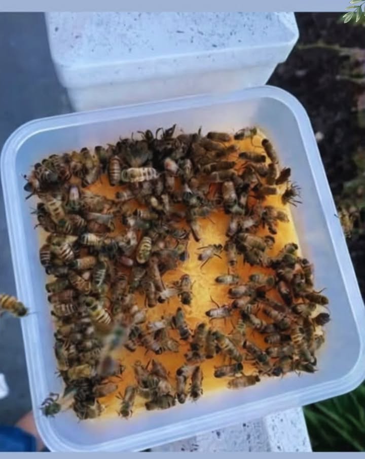 Ich entschuldige mich nicht dafür, diese Botschaft zu wiederholen  sie ist lebenswichtig für unsere Bienen! 
Wenn du eine Biene am Boden siehst, die regungslos ist oder nicht mehr fliegen kann und nicht einfach auf einer Blume ruht, dann verhungert sie vermutlich  und du kannst ihr helfen!
Wir befinden uns derzeit in der sogenannten Juni-Lücke  einer Übergangszeit zwischen Frühjahrs- und Herbstblüte, in der es nur wenig Nektar gibt.
So kannst du helfen:
Mische 2 Teile weißen Zucker mit 1 Teil Wasser. Gib etwas von diesem Sirup auf einen Teelöffel oder einen Flaschendeckel und stelle ihn in die Nähe der Biene. Mit ihrer kleinen schwarzen Zunge wird sie trinken  und in etwa 10 Minuten hat sie genug Energie, um wieder loszufliegen.
Wichtig:
Dies ist eine Nothilfe, keine regelmäßige Fütterung. Bienen brauchen eine vielfältige Ernährung aus dem Nektar vieler verschiedener Blüten.
Gib niemals Honig!
Honig kann Krankheiten zwischen Bienenvölkern übertragen. Nur reiner weißer Zucker mit Wasser ist sicher.
Die Bienen können dir nicht danken  deshalb tue ich es in ihrem Namen.