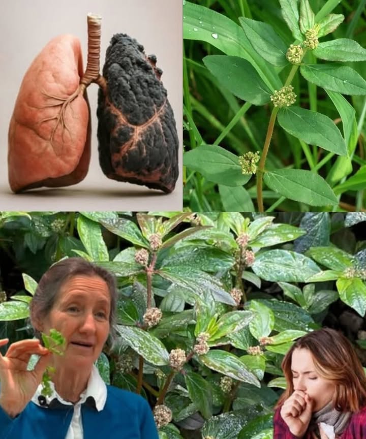 Euphorbia hirta: Key Benefits

Tropical herb with reddish stems and oval leaves.

Supports respiratory health: asthma, cough, bronchitis.

Skin uses: latex helps heal cuts and insect bites.

Digestive aid: relieves diarrhea and infections.

Acts as a diuretic & detox for kidneys.

Shows antimicrobial and antiviral effects.

Used in infusions leaves or topically latex.

 A natural remedy with many uses, but best applied with caution.