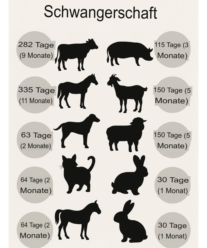 Trächtigkeitsdauern bei Tieren: Verstehen, Planen und Unterstützen des Lebens

Die Trächtigkeit gehört zu den faszinierendsten Wundern der Natur. Bei Haustieren wie auch bei Nutztieren variiert sie stark  sowohl in der Dauer als auch in den begleitenden Maßnahmen. Diese Unterschiede zu verstehen, ist entscheidend, egal ob man Landwirt, Tierarzt, Verhaltensforscher oder einfach ein Tierliebhaber ist.

Wenn Sie Ihr Wissen über die Tierfortpflanzung vertiefen möchten, empfehle ich Ihnen die praktischen Beiträge auf Jardin Ruse, die wertvolle Tipps zu Zucht, Fütterung und Tierwohl enthalten.

Doch wie lange dauert die Trächtigkeit bei einer Kuh, einer Sau, einer Stute oder einer Katze konkret? Das erfahren Sie in diesem umfassenden Leitfaden, ergänzt durch Ratschläge, Tipps und Hinweise zu häufigen Fehlern.

Wussten Sie zum Beispiel, dass eine Stute ihr Fohlen fast ein ganzes Jahr austrägt? Oder dass eine Häsin monatlich Junge bekommen kann? Diese Vielfalt zeigt die faszinierende Anpassung der Arten an ihre Umwelt.

 Trächtigkeit bei der Kuh
Die Kuh ist durchschnittlich 282 Tage trächtig, also etwa 9 Monate. Das ähnelt stark der menschlichen Schwangerschaft, was an der Größe und der Komplexität des Kalbes bei der Geburt liegt. Während dieser neun Monate sollte die Kuh ausgewogen und nährstoffreich ernährt und regelmäßig tierärztlich überwacht werden, um Mangelerscheinungen zu vermeiden und die Gesundheit des Fötus zu sichern.

Praktische Tipps:

Körperkondition und Gewicht überwachen

Stress und abrupte Ortswechsel vermeiden

Einen sauberen, ruhigen Abkalbeplatz vorbereiten

 Trächtigkeit bei der Sau
Eine Sau ist rund 115 Tage trächtig, also etwa 3 Monate und 3 Wochen. Dieser kurze Zyklus ermöglicht eine hohe Produktivität in der Schweinehaltung, erfordert aber eine kontinuierliche Pflege.

Gute Praktiken:

Einen sicheren Abferkelplatz einrichten

Umgebungstemperatur überwachen

Bei Bedarf Vitaminpräparate geben
Wichtig ist, die Sau während der Trächtigkeit vor Hitzestress zu schützen, da dies die Vitalität der Ferkel beeinflussen kann.

 Trächtigkeit bei der Stute
Die Stute hat eine der längsten Trächtigkeitsdauern im Haustierbereich: etwa 335 Tage, also ungefähr 11 Monate. Das Fohlen kommt bereits sehr weit entwickelt zur Welt und kann innerhalb weniger Stunden stehen und laufen.

Wichtige Punkte:

Futterrationen im letzten Drittel anpassen

Regelmäßige Ultraschallkontrollen

Einen ruhigen, sicheren Abfohlplatz vorbereiten

 Trächtigkeit bei der Ziege
Die Ziege ist ungefähr 150 Tage trächtig, also rund 5 Monate. Die Kitze sind recht robust und relativ selbstständig.

Tipps aus der Praxis:

Gesundheit des Euters prüfen

Mineralstoffergänzung im Futter

Anzeichen der bevorstehenden Geburt Nestbau, Rückzug beobachten
Auf Jardin Ruse finden Sie dazu auch hilfreiche Informationen zur Parasitenprophylaxe bei Ziegen.

 Trächtigkeit bei der Schaf
Auch das Schaf ist etwa 150 Tage trächtig, also 5 Monate.

Ratschläge:

Einen trockenen Unterstand bereitstellen

Impfungen nach tierärztlicher Empfehlung durchführen

Widder gezielt einsetzen, um Ablammtermine zu steuern

 Trächtigkeit bei der Hündin
Eine Hündin trägt ihre Welpen etwa 63 Tage aus, also etwas mehr als 2 Monate. Diese Zeit ist kurz, aber intensiv, da die Hündin meist mehrere Welpen bekommt.

Fehler, die man vermeiden sollte:

Überfütterung erhöht Risiko für schwierige Geburten

Vernachlässigung der Wurmkur vor der Geburt

Fehlender tierärztlicher Check

 Trächtigkeit bei der Katze
Die Katze ist ähnlich wie die Hündin rund 64 Tage trächtig.

Wichtige Hinweise:

Eine Wurfkiste in einer ruhigen Ecke bereitstellen

Stress in den letzten Tagen vermeiden

Hochwertiges, eiweißreiches Futter sichern

 Trächtigkeit bei der Häsin
Die Häsin hält den Rekord: nur 30 Tage! Sie kann also theoretisch bis zu 12 Würfe im Jahr haben, wenn man nicht eingreift.

Zu beachten:

Einen stabilen Wurfstall herrichten

Häsin in den letzten Tagen möglichst wenig anfassen

Viel Heu zur Nestbereitung anbieten

 Kleine Hunderassen
Auch bei kleinen Hunderassen liegt die Trächtigkeitsdauer bei rund 64 Tagen, ähnlich wie bei der Katze. Der Unterschied liegt vor allem in der Größe der Welpen und ihrer größeren Temperaturempfindlichkeit.

Empfehlungen:

Einen warmen, zugfreien Platz schaffen

Milchbildung kontrollieren

Frühzeitig mögliche Geburtsprobleme bedenken

 Warum gibt es solche Unterschiede?
Diese Unterschiede lassen sich evolutionsbiologisch erklären: große Tiere wie Kühe oder Pferde bringen weit entwickelte Jungtiere zur Welt, die schnell selbstständig sind und damit bessere Überlebenschancen haben. Kleine Tiere hingegen setzen auf häufigere Würfe mit vielen Jungtieren, um höhere Verluste auszugleichen.

Man unterscheidet dabei:

K-Strategie: wenige, aber sehr robuste Nachkommen Kuh, Pferd

r-Strategie: viele Nachkommen, kurze Intervalle Hase, Katze

 Vorteile einer guten Trächtigkeitsbetreuung

Höhere Überlebensrate der Jungtiere

Schnellere Regeneration der Mutter

Wirtschaftlicher Vorteil in der Zucht

Weniger Krankheiten bei den Neugeborenen

 Saisonale und regionale Tipps

Im Winter Unterstände gut isolieren, um Unterkühlungen zu vermeiden

In heißen Regionen für gute Belüftung sorgen

Futter an die regionale Qualität der Weiden anpassen

藺 Wichtige Ausrüstung 

Tiermedizinische Hausapotheke 喙

Digitales Thermometer 

Saubere Tränken 画

Saugfähige Einstreu 

Wärmelampen 

Eiweißreiches Futter 

 Häufige Fehler vermeiden

Scheinschwangerschaft mit echter Trächtigkeit verwechseln vor allem bei Hündinnen

Männchen zu früh nach der Geburt wieder zulassen

Energiebedarf der tragenden Tiere unterschätzen

Keine tierärztliche Unterstützung bei Komplikationen organisieren