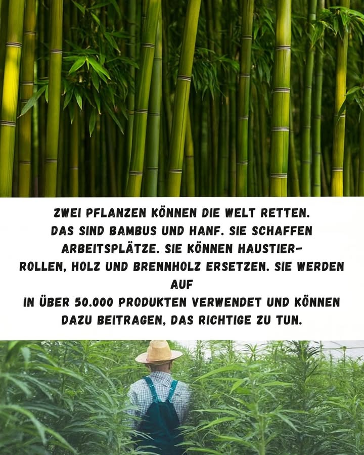 Bambus und Hanf: Ressourcen für eine nachhaltige Zukunft 

1 Das Bild zeigt zwei außergewöhnliche Pflanzen: Bambus und Hanf, die beide als Symbole für Nachhaltigkeit gelten.
2 Bambus wächst in fast allen Klimazonen schnell, benötigt wenig Wasser und kann in vielen Bereichen Holz ersetzen, was zur Verringerung der Entwaldung beiträgt.
3 Hanf ist eine äußerst vielseitige Pflanze, die für mehr als 50.000 Produkte verwendet wird, von Textilien bis hin zu biologisch abbaubaren Materialien.
4 Der Anbau dieser Pflanzen fördert die Schaffung neuer Arbeitsplätze und verringert die Abhängigkeit von nicht-erneuerbaren Ressourcen wie Öl und Kohle.
5 Zusammen sind sie ein konkretes Beispiel für eine grüne Wirtschaft, die nachhaltige Entwicklung, Innovation und Umweltschutz miteinander verbindet.