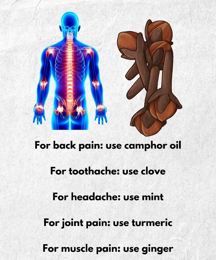 Natural remedies for common pains 

Everyday pains can often be eased with natural ingredients. Camphor oil is used for back pain, providing a warming and soothing effect. Clove is well known for relieving toothache due to its numbing properties. Mint can help reduce headaches with its cooling and calming action. Turmeric, thanks to its anti-inflammatory qualities, is beneficial for joint pain. Finally, ginger is traditionally used to ease muscle pain and support better circulation.