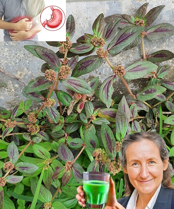 Euphorbia hirta, commonly known as Asthma-Plant, is a medicinal herb native to tropical and subtropical regions. Widely used in traditional medicine across Asia, Africa, and South America, it is valued for its benefits on respiratory health, skin care, and digestion.

Botanical description

Scientific name: Euphorbia hirta

Family: Euphorbiaceae

Common names: Asthma-Plant, Garden Spurge, Snakeweed

Growth: annual hairy herb, up to 60 cm tall

Leaves: small, serrated, paired

Flowers: tiny clusters, reddish-green

Latex: milky sap, typical of the Euphorbia genus

Traditional uses

Respiratory health: used for asthma, bronchitis, and persistent coughs; acts as an expectorant and bronchodilator.

Digestive system: helps with diarrhea, dysentery, and intestinal parasites; has mild laxative properties.

Skin care: sap applied to wounds, boils, fungal infections like athletes foot and ringworm.

Urinary and reproductive health: used in folk remedies for UTIs, menstrual regulation, and cramp relief.

Anti-inflammatory and healing: reduces swelling and pain, supports faster wound healing.
#fblifestyle 

#herbalmedicine #naturalhealth