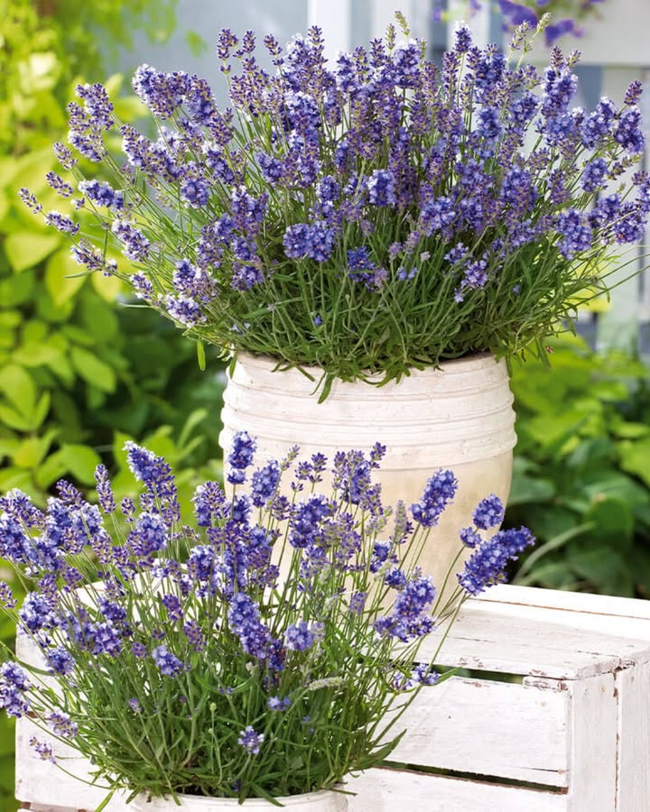 Die 12 Magischen Pflanzen, Die Deinen Garten Erobern Werden Ganz Ohne Visum!
Denn auch Pflanzen verdienen es, jedes Jahr zurückzukommen ohne dass du einen Finger rührst.

 Das Ich Wachs Alleine Team

Minze : Die Königin der invasiven Pflanzen. Pflanze ein kleines Büschel und verabschiede dich von deinem Garten.

Wilde Erdbeeren : Vermehren sich wie süße Kätzchen auf TikTok.

Lavendel : Parfümiert deinen Garten und weckt den Neid der Nachbarn.

Thymian : Widerstandsfähig gegen Dürre und deine Vergesslichkeit beim Gießen.

Kapuzinerkresse : Essbar, farbenfroh und viel schmackhafter als dein welk gewordener Kopfsalat.

Schnittlauch : Wächst, selbst wenn du sagst Du bist nutzlos.

Cosmos : Blumen, die mit dem Wind tanzen und sich wie treue Groupies selbst aussäen.

Petersilie : Langsam aber stetig. Wie eine motivierte Schnecke. 

Mohnblumen : Wenn du sie pflanzt, wird dein Garten wie ein Monet-Gemälde aussehen. 

Borretsch : Essbare blaue Blumen und eine Ausbreitung, die ein virales Meme verdient.

Melisse : Riecht nach Zitrone, zieht Bienen an und erobert heimlich deine Beete.

Fingerhut 力 Digitalis: Giftig, aber so fotogen Pflanze sie weit weg von Kindern und hungrigen Hunden.

 Warnungen und mit gutem Grund

Minze ist invasiver als das Lachen deiner Tante an Weihnachten. Pflanze sie in einem Topf oder sie wird deine Terrasse erobern.

Mohnblumen könnten Nachbarschaftskontrollen auslösen Sind diese Blumen legal?.

 Pro-Tipp
Mische sie mit ruhigeren Pflanzen oder in zwei Jahren wird dein Garten Juan Miguels Dschungel heißen. 

 Der Abschließende Tipp
Bereit, deinen Garten in ein selbstversorgendes Blumenfestival zu verwandeln?
Pflanze, vergiss es und lass die Natur den DJ-Set machen!