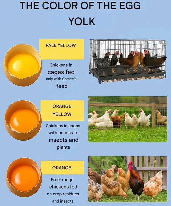 Did you know that the color of an egg yolk is influenced by what the hen eats? 讀

 Hens raised in cages and fed industrial feed typically lay eggs with pale yellow yolks.
 When they have access to some plants and insects, the yolk turns a deeper orange.
凌 The richest, most vibrant yolks come from free-range hens that eat a varied diet of greens, farm scraps, and bugs.

This is due to carotenoidsnatural pigments found in many foods. The more diverse and natural the hens diet, the brighter, tastier, and more nutritious the yolk becomes!