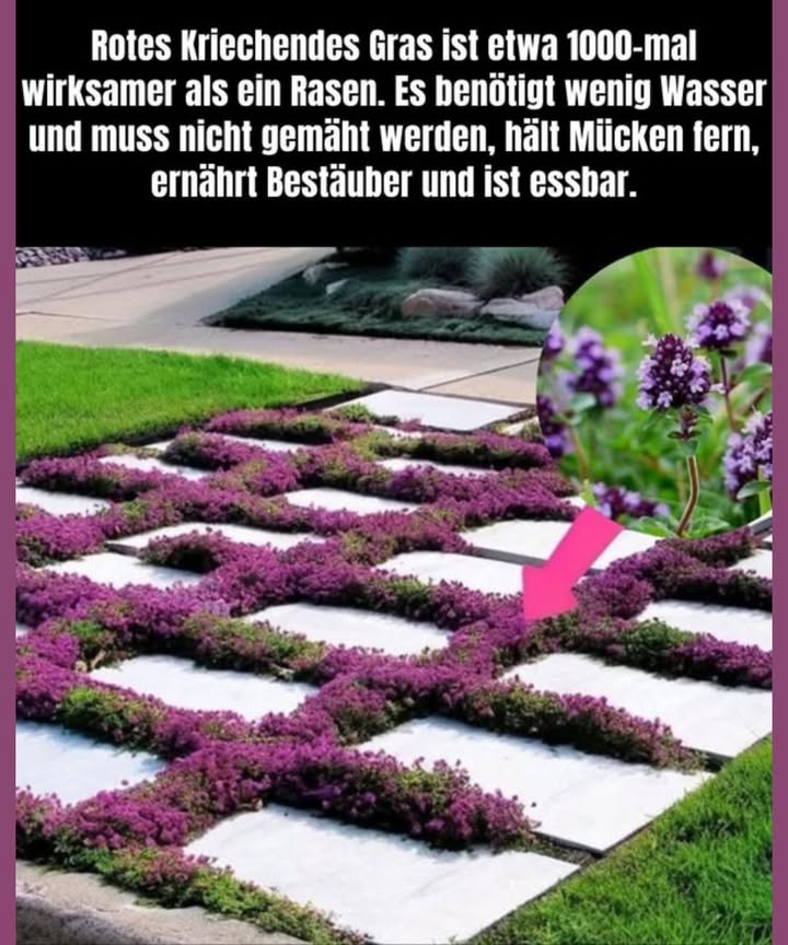 Thym Serpolet  Ein praktischer und umweltfreundlicher Bodendecker 
1. Wenig Pflege  
Dieser Bodendecker benötigt kaum Aufmerksamkeit: kein Mähen, kein häufiges Wässern.
2. Perfekt für trockene Klimazonen   
Seine Resistenz gegen Hitze und Trockenheit macht ihn ideal für sonnige Gärten.
3. Robust und widerstandsfähig   
Der Thym Serpolet hält leichtem Tritt stand und erholt sich schnell.
4. Blüten und Duft   
Seine kleinen violetten Blüten locken Bienen an und verströmen einen angenehmen Duft.
5. Umweltbewusst kultiviert   
Ohne chemische Mittel angebaut, fördert er einen gesunden und natürlichen Garten.
6. Ein ästhetischer, langlebiger und nachhaltiger Gärtnerboden, der die Natur respektiert.