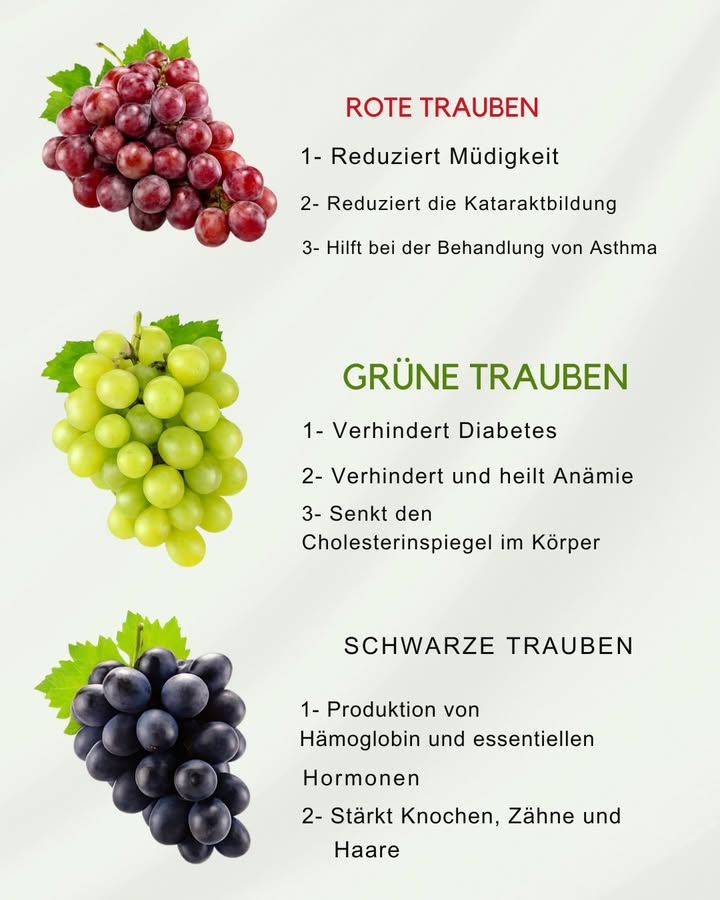 Vorteile von Weintrauben: rot, grün und schwarz
1 Rote Weintraube: Eine antike Quelle von Antioxidantien

Die rote Weintraube ist berühmt für Antioxidantien, insbesondere Resveratrol.
Hauptvorteile:
Herz-Kreislauf-Schutz: Resveratrol kann Entzündungen reduzieren und die Gesundheit der Blutgefäße unterstützen.
Verbesserte Sehkraft: Flavonoide können das Risiko altersbedingter Augenkrankheiten senken.
Sofortige Energie: Natürliche Zucker liefern rasche Energie und gegen Müdigkeit.
2 Grüne Weintraube: Leicht und erfrischend

Ideal als gesunder, leichter Snack, reich an Nährstoffen und einfach zu essen.
Hauptvorteile:
Blutzuckerregulierung: Hilft, stabile Zuckerwerte zu halten; nützlich zur Diabetesprävention.
Herzgesundheit: Reduziert Cholesterin und unterstützt Herz und Gefäße.
Gegen Anämie: Eisen und Vitamine stärken die Hämoglobinwerte.
3 Schwarze Weintraube: Ein starker Verbündeter gegen das Altern

Intensive Farbe und viele Polyphenole, starke Antioxidantien.
Hauptvorteile:
Anti-Aging-Eigenschaften: Polyphenole schützen die Haut und fördern die Zellregeneration.
Knochengesundheit: Calcium und Magnesium stärken Knochen und Zähne.
Hormonelles Gleichgewicht: Nährstoffe unterstützen das endokrine System.
Fazit: Ein Superfood, das man nicht verpassen sollte

Egal welche Farbe, Weintrauben sind nährstoffreich und sollten regelmäßig auf dem Speiseplan stehen.
Jede Sorte bietet spezifische Vorteile, und ihre natürliche Süße macht Lust auf mehr.