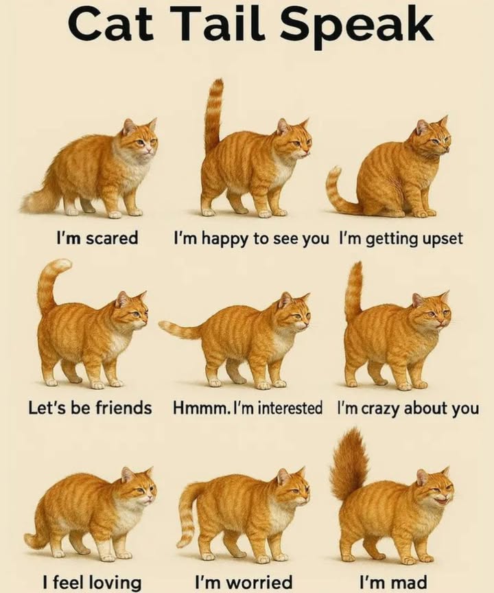 Cat Tail Speak: What Your Cats Tail is Telling You
 Tail Language & Meanings
1. Im Scared

Tail low and tuckedyour cat feels threatened or nervous.

2. Im Happy to See You

Tail held uprightyour cat is greeting you with joy!

3. Im Getting Upset

Tail flicking or twitchingwarning signs of irritation.

4. Lets Be Friends

Tail raised with a curvean open, friendly invitation.

5. Hmmm Im Interested

Tail straight outyour cat is curious and paying attention.

6. Im Crazy About You

Tail wrapping around youpure affection and love.

7. I Feel Loving

Tail gently curled at the tipsoft, tender emotions.

8. Im Worried

Tail low and stiffsomething is bothering your cat.

9. Im Mad

Tail puffed upyour cat feels angry or defensive.

 Cat Parent Tip:

Understanding tail language can improve your bond with your cat and help you respond to their emotions better.
