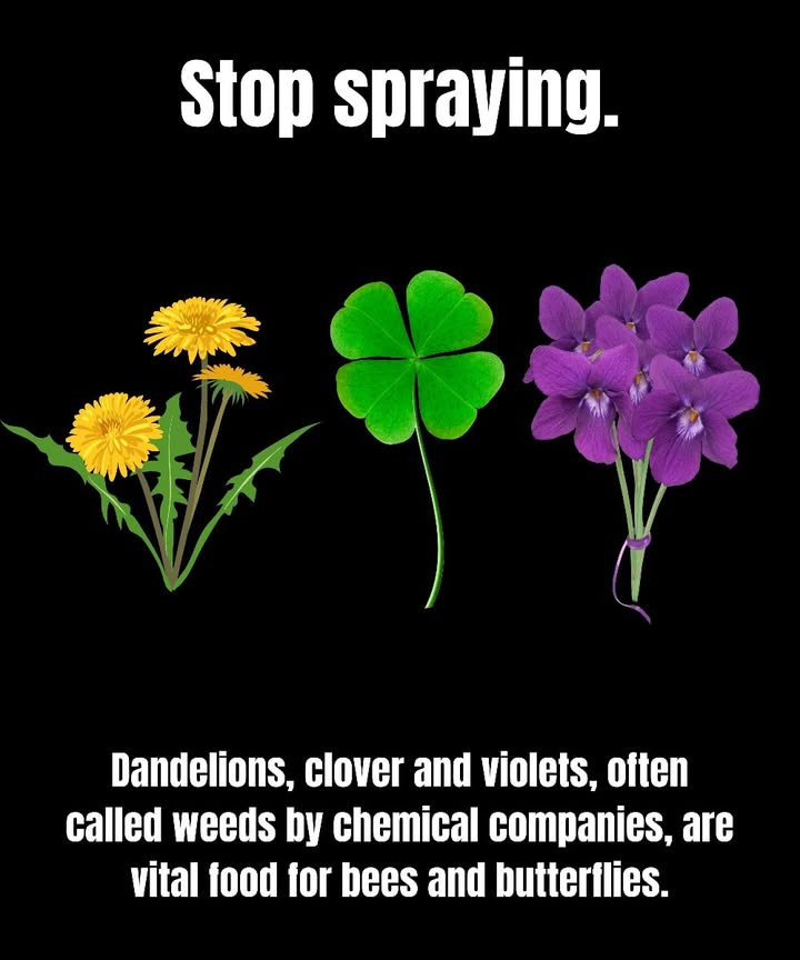 Not Weeds  Food for Wildlife 

1 Dandelions: The first nectar source for bees in early spring.

2 Clover: Packed with pollen, it keeps lawns alive with pollinators.

3 Violets: Essential host plants for fritillary butterflies.

 Every spray kills more than plants. It takes away food from bees, butterflies, and other wildlife.

 Stop spraying. Let them bloom. Turn your yard into a living refuge.