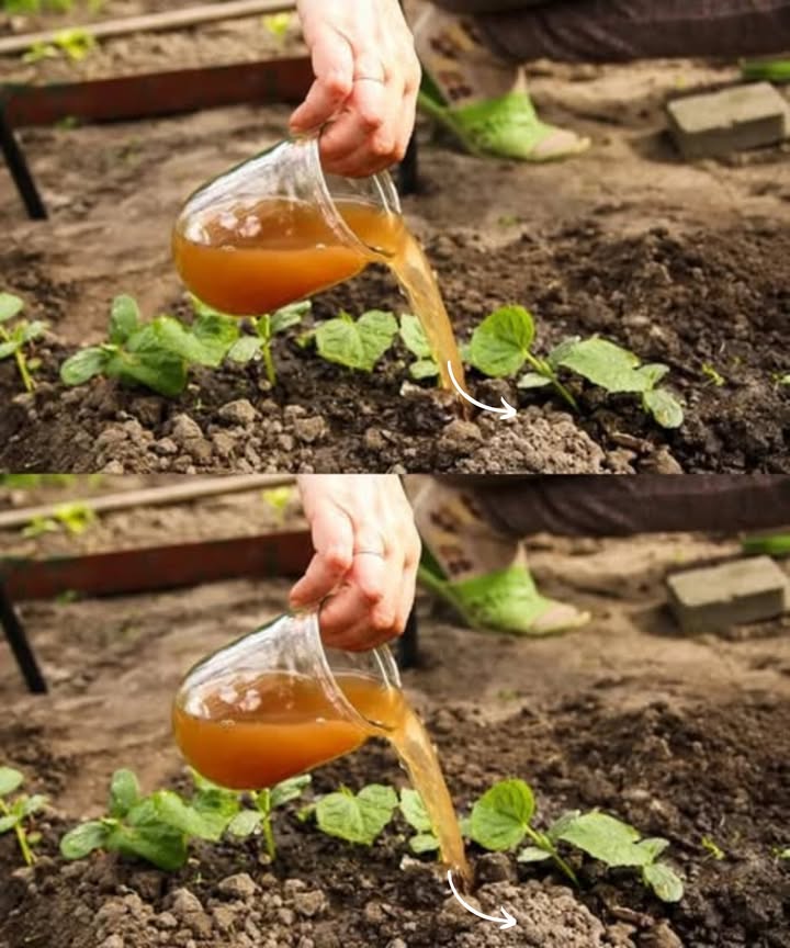Hier ist ein gut gehütetes Geheimnis, das viele Landwirte nutzen, um große und saftige Tomaten zu züchten: ein einfacher, kostengünstiger und 100 % natürlicher Dünger. Ein Trick, der von Generation zu Generation weitergegeben wird und sehr gut funktioniert! 
Zutaten für diesen natürlichen Dünger:

1 Liter warmes Wasser

1 Esslöffel Trockenhefe oder 20 g frische Hefe

1 Esslöffel Zucker

1 Bananenschale optional, aber sehr nützlich

Schritt-für-Schritt-Zubereitung:

Zucker im warmen Wasser auflösen.

Hefe hinzufügen und gut verrühren.

Die Mischung 2 Stunden an einem warmen Ort stehen lassen, damit die Fermentation angeregt wird.

Optional Die Bananenschale im Mixer zerkleinern und zur Mischung geben.

Vor Gebrauch in 5 Liter Wasser verdünnen.

 Anwendungshinweise:
Gießen Sie die Tomatenpflanzen alle 14 Tage direkt an der Basis.
Am besten morgens oder abends gießen.
Kontakt mit den Blättern vermeiden.
Warum wirkt das so gut?
Die Hefe aktiviert die nützlichen Mikroorganismen im Boden.
Der Zucker dient diesen Mikroorganismen als Nahrung.
Die Banane versorgt den Boden mit Kalium und Magnesium  perfekt für große und aromatische Tomaten.